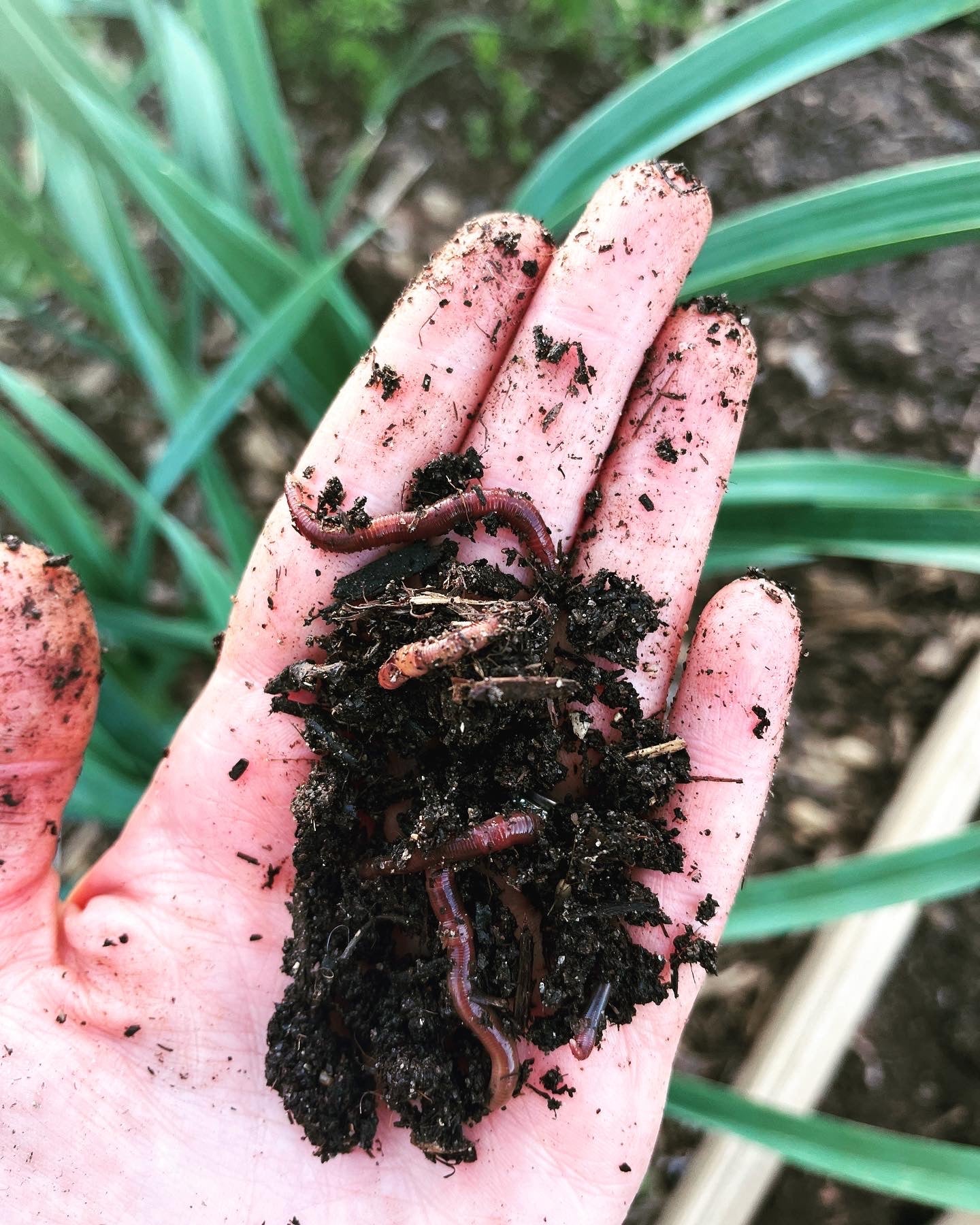 Understanding and Overcoming Hydrophobia in Soil: A New Mexico Gardener’s Guide
