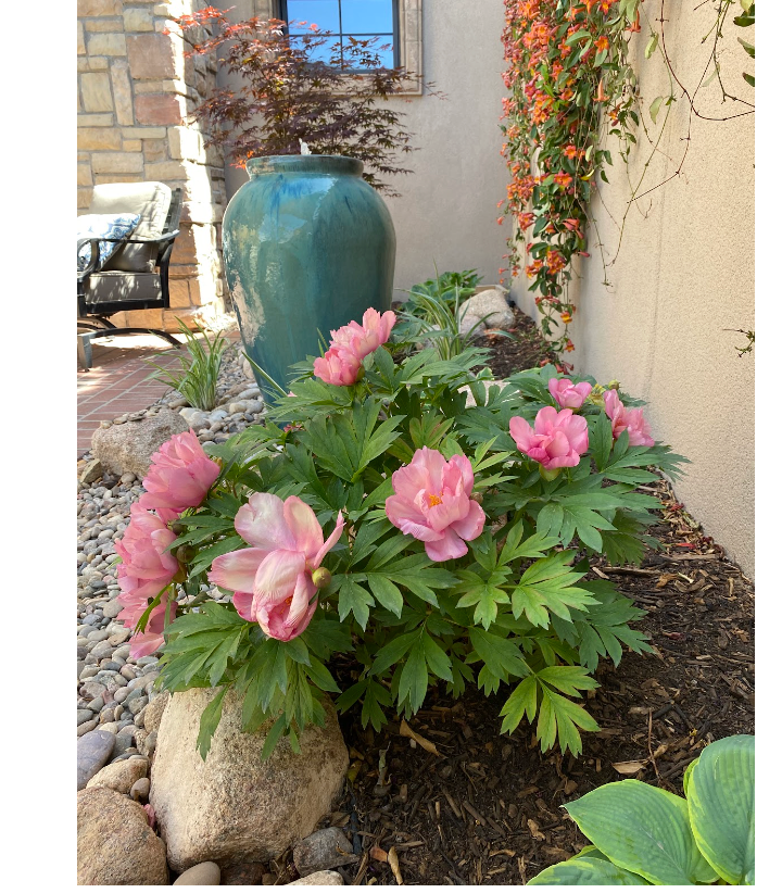 Planting Shrubs and Perennials in New Mexico Spring