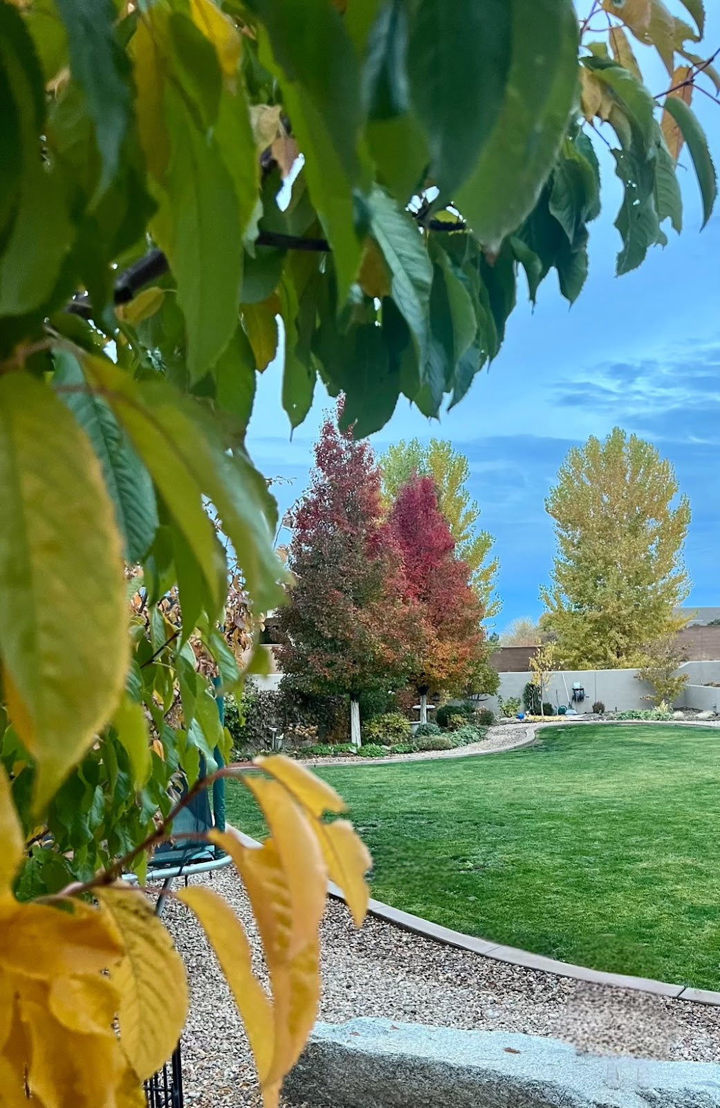 Caring for Established Trees