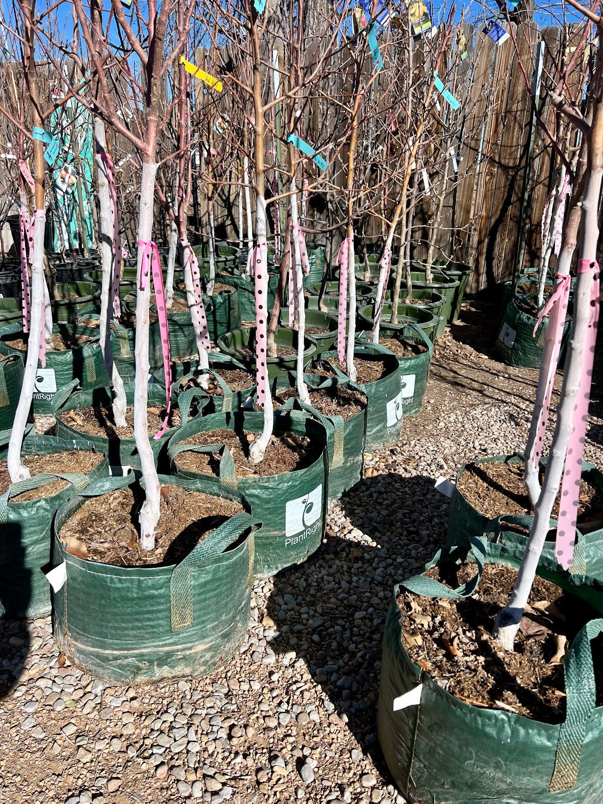 Planting a New Tree