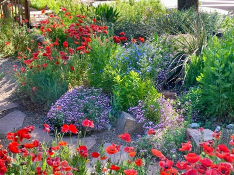 Caring for your Existing Landscape Plants – Soilutions