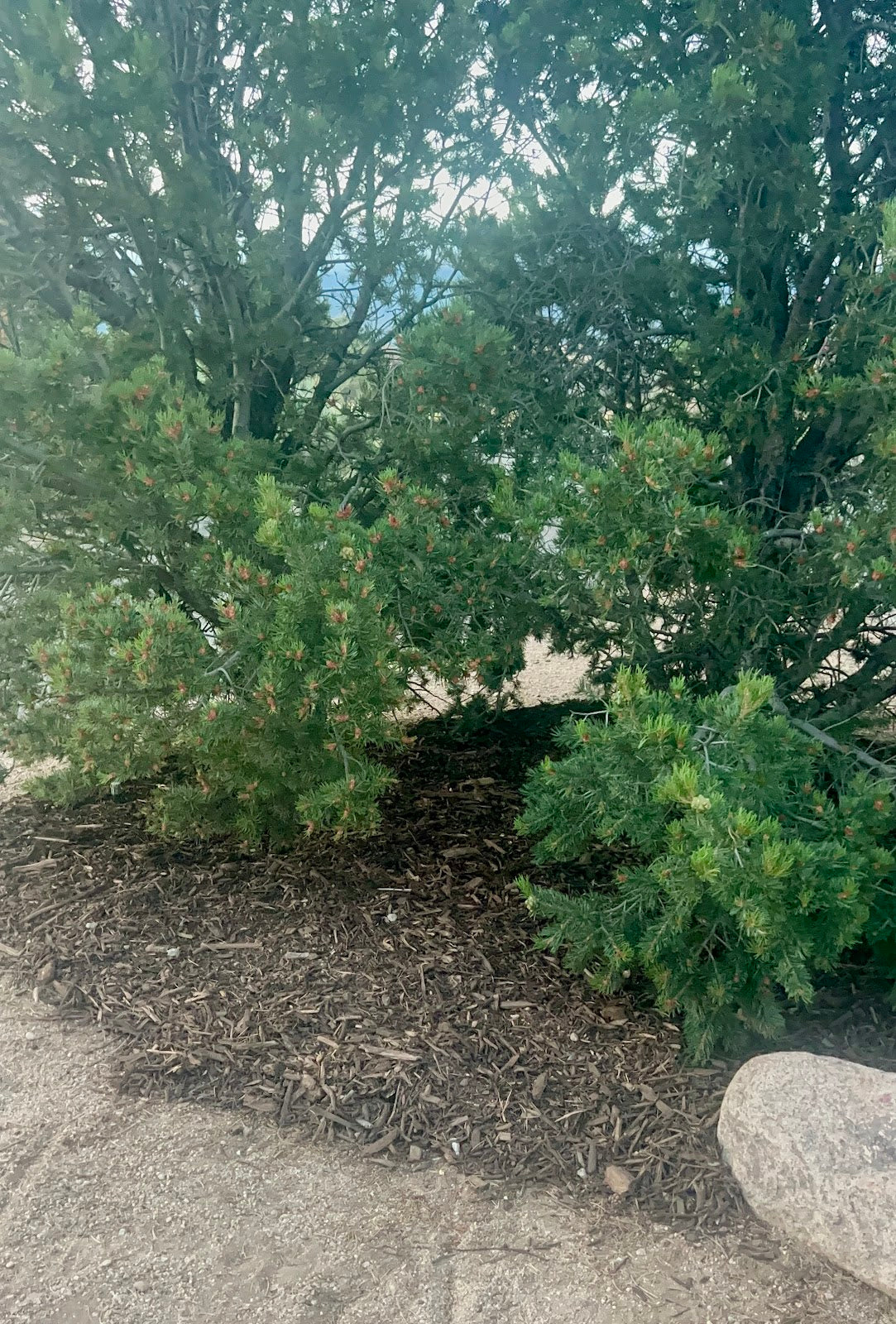 What is a Tree Ring đź’Ť
