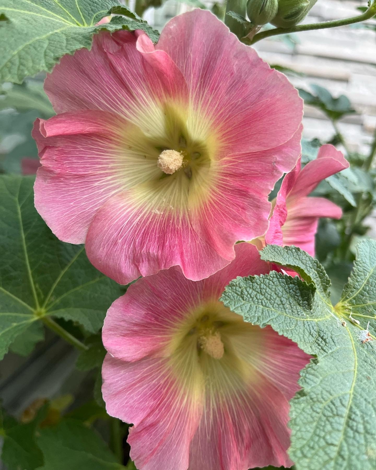 ENRICHED TOPSOIL - DELIVERED