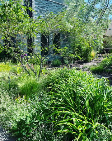 Garden grown using Soilutions compost