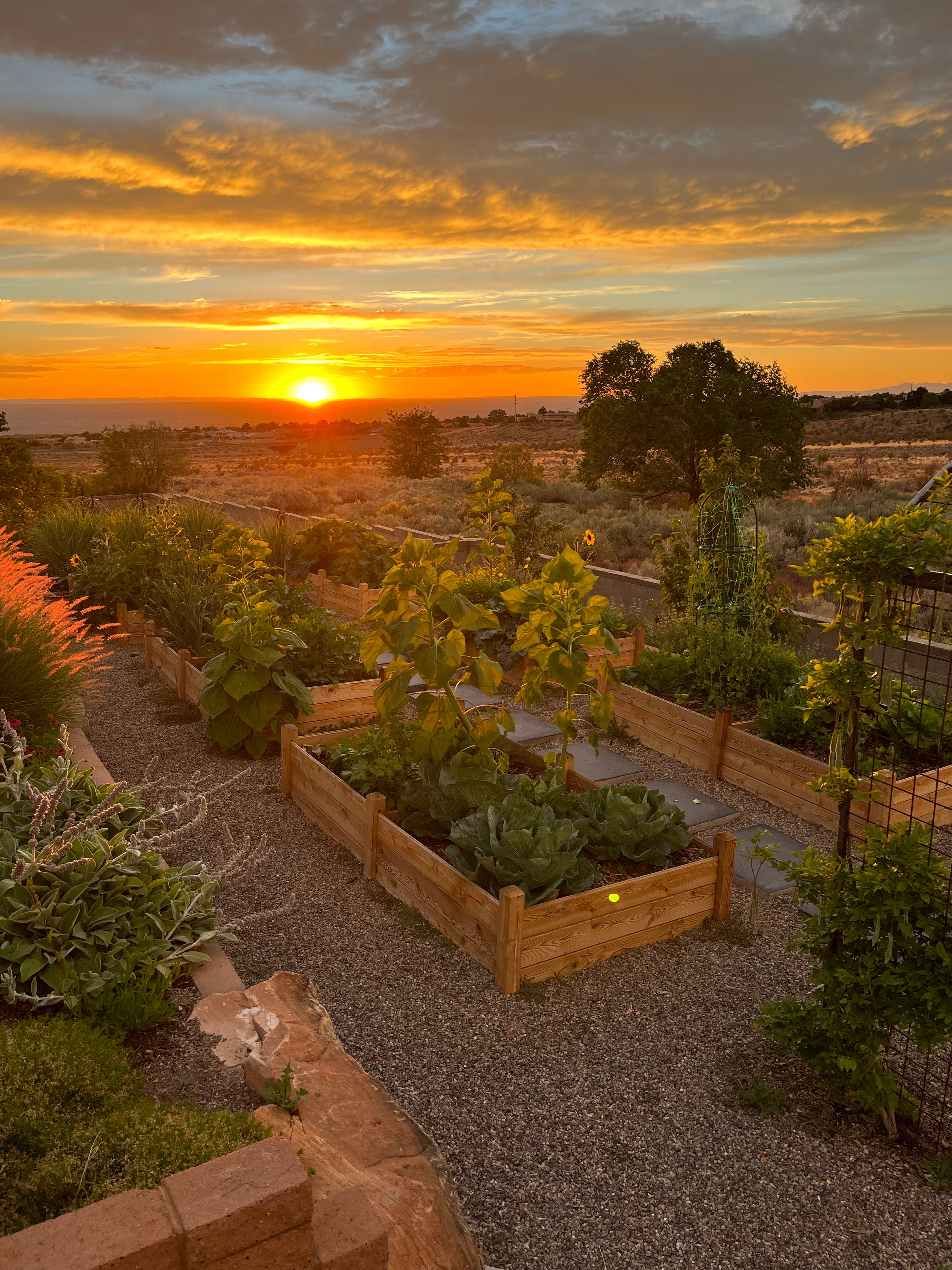 Raised bed garden grown using Enriched Topsoil