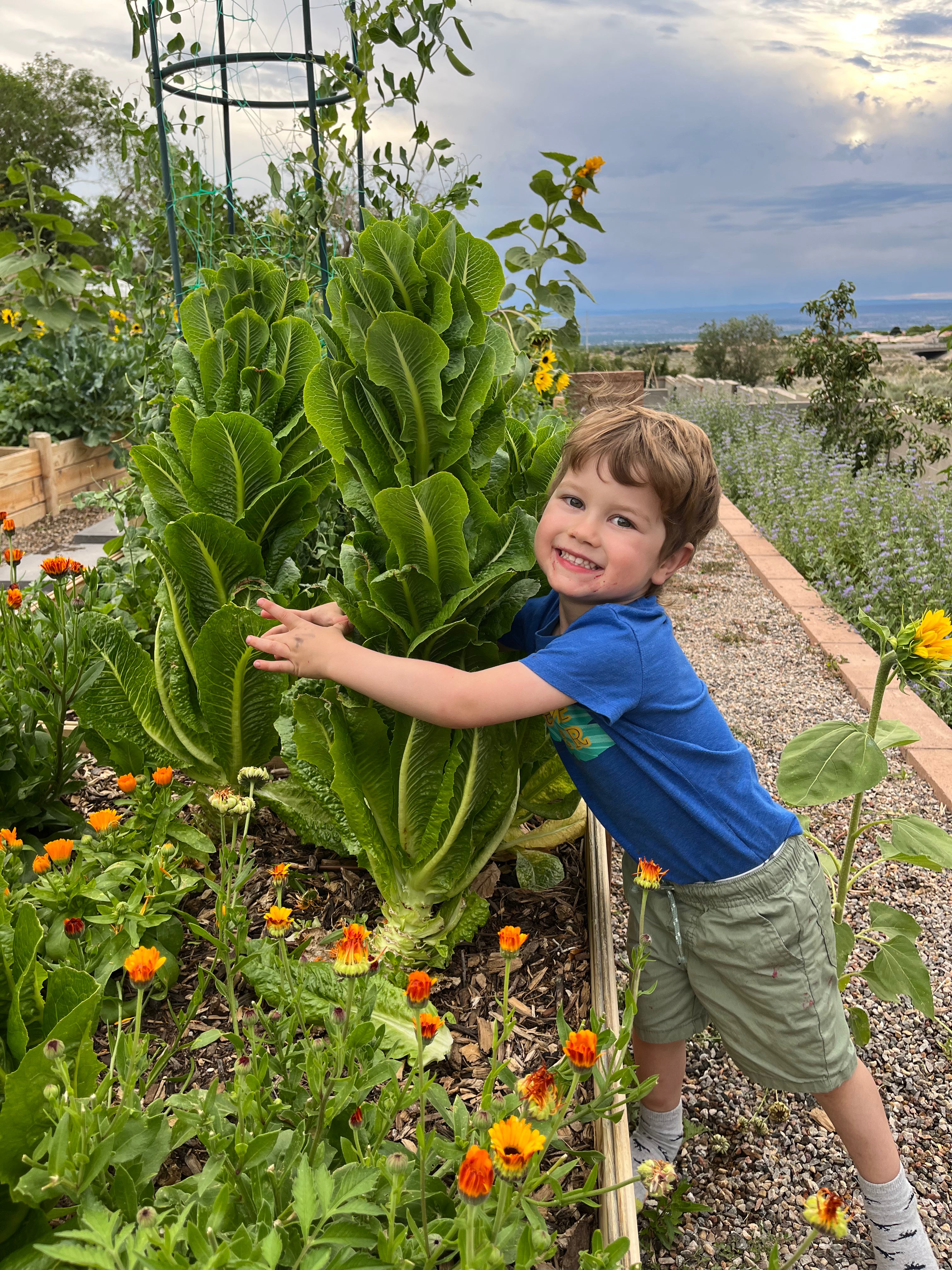 PREMIUM GARDEN SOIL - DELIVERED