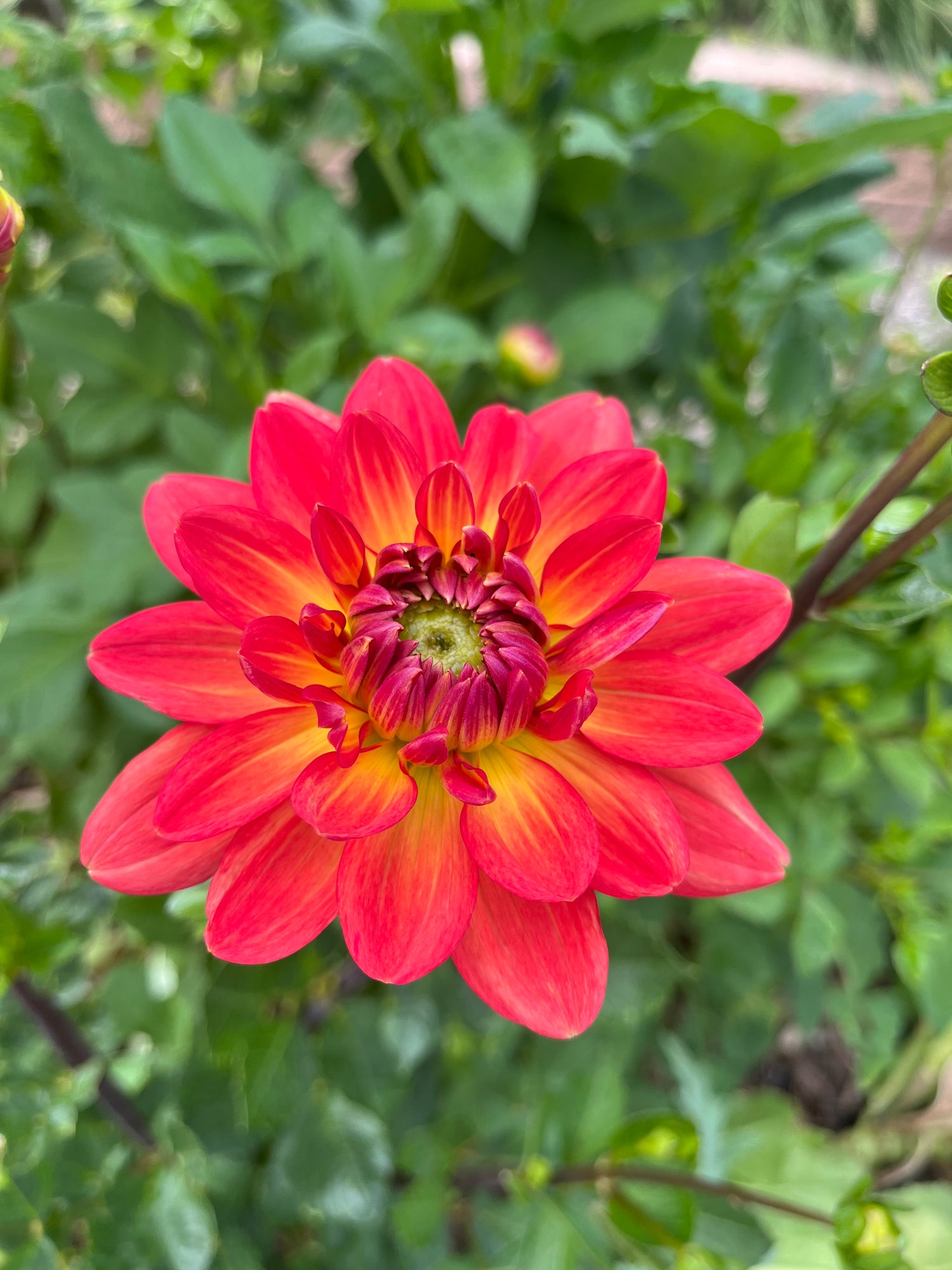 Dahlia grown using Enriched Topsoil