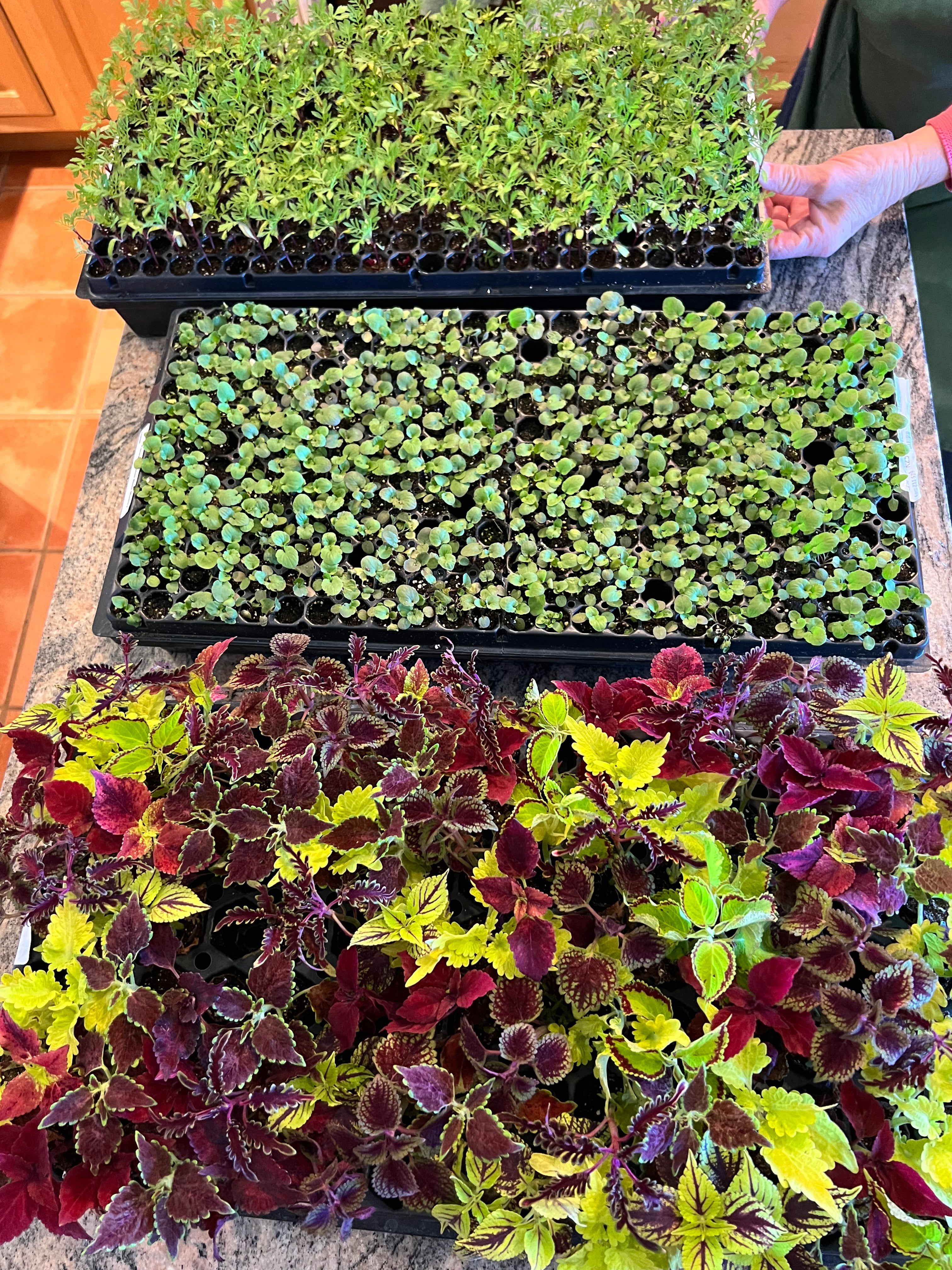 SOILUTIONS POTTING MIX - DELIVERED