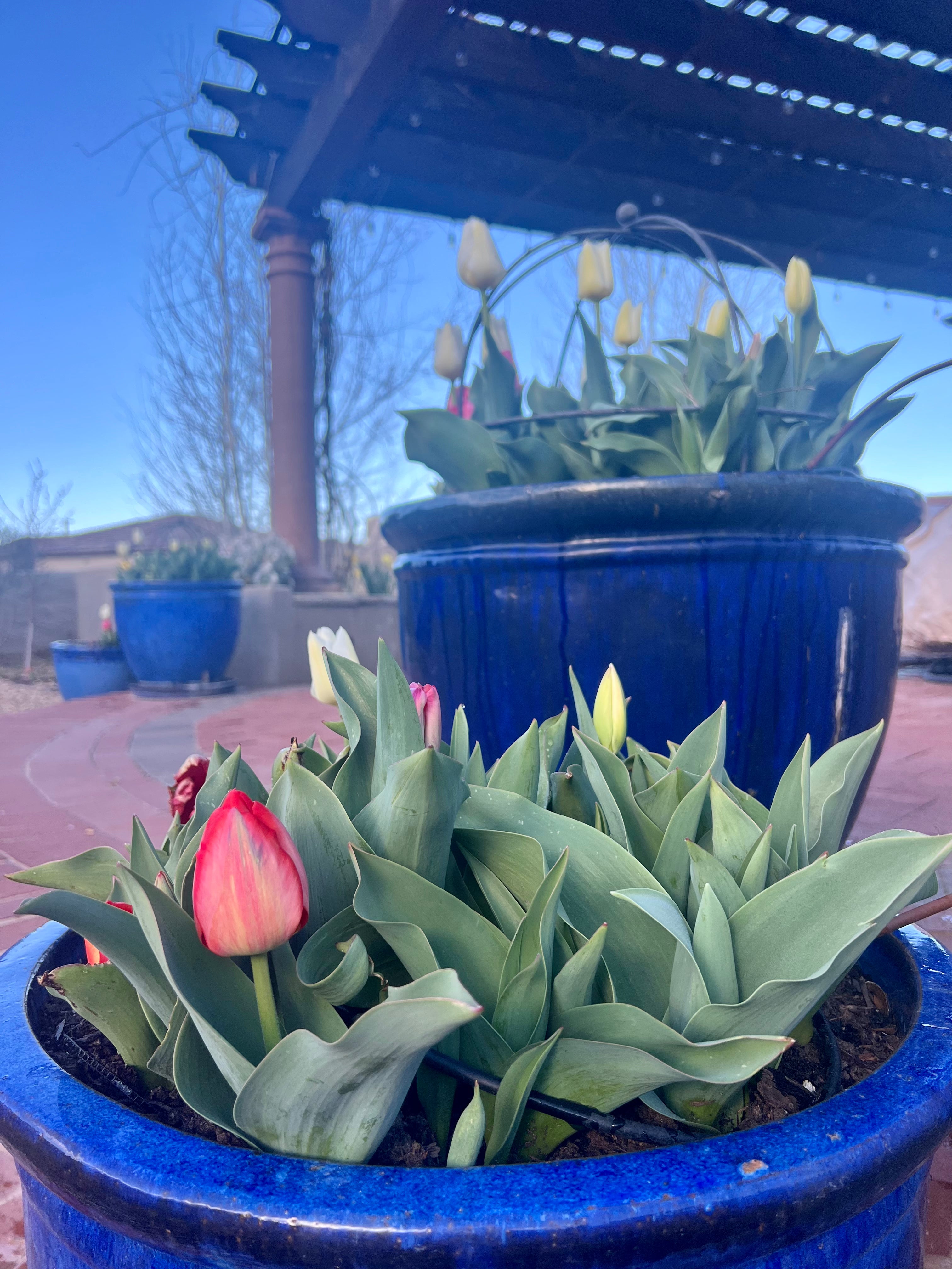 SOILUTIONS POTTING MIX - DELIVERED