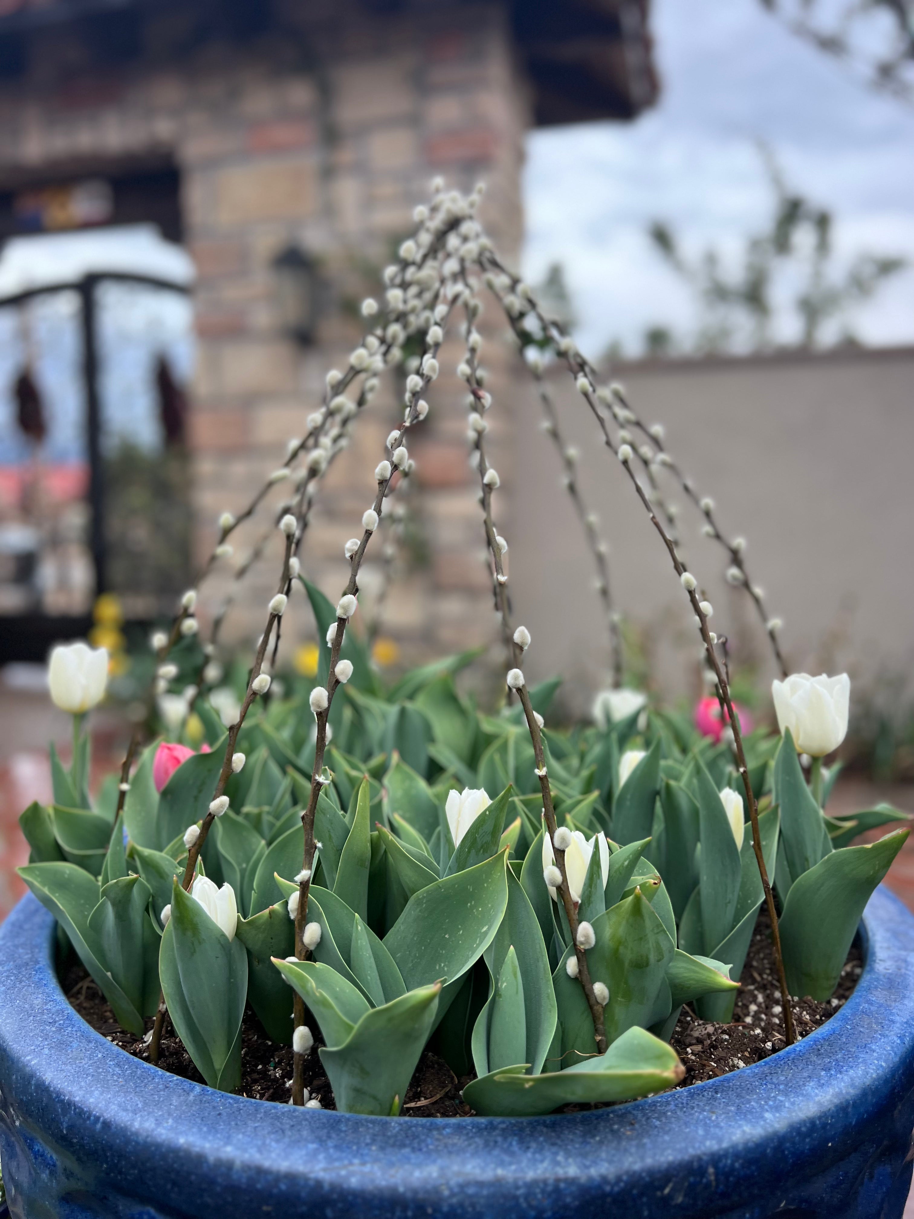 SOILUTIONS POTTING MIX - DELIVERED