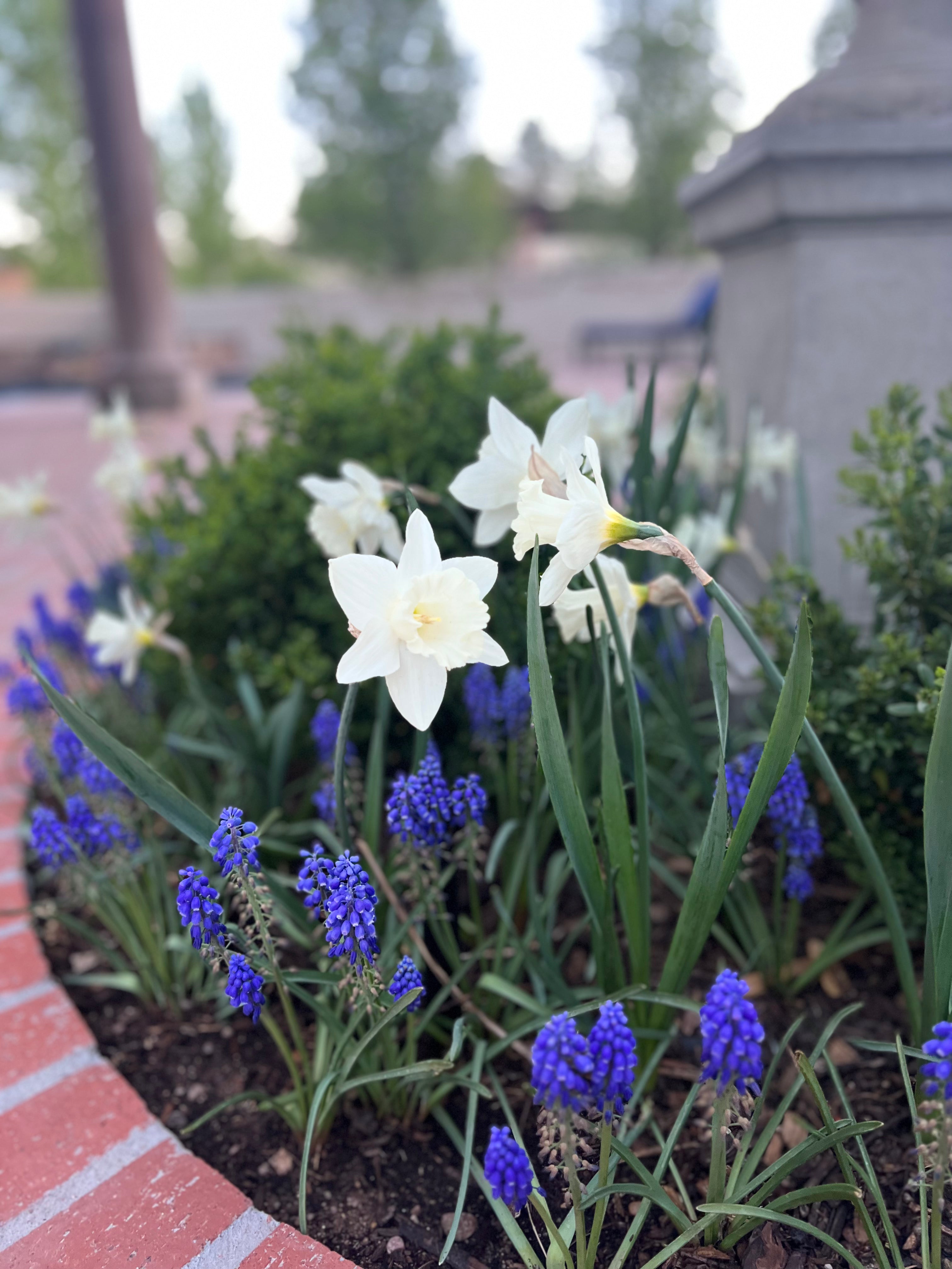 SOILUTIONS POTTING MIX - DELIVERED