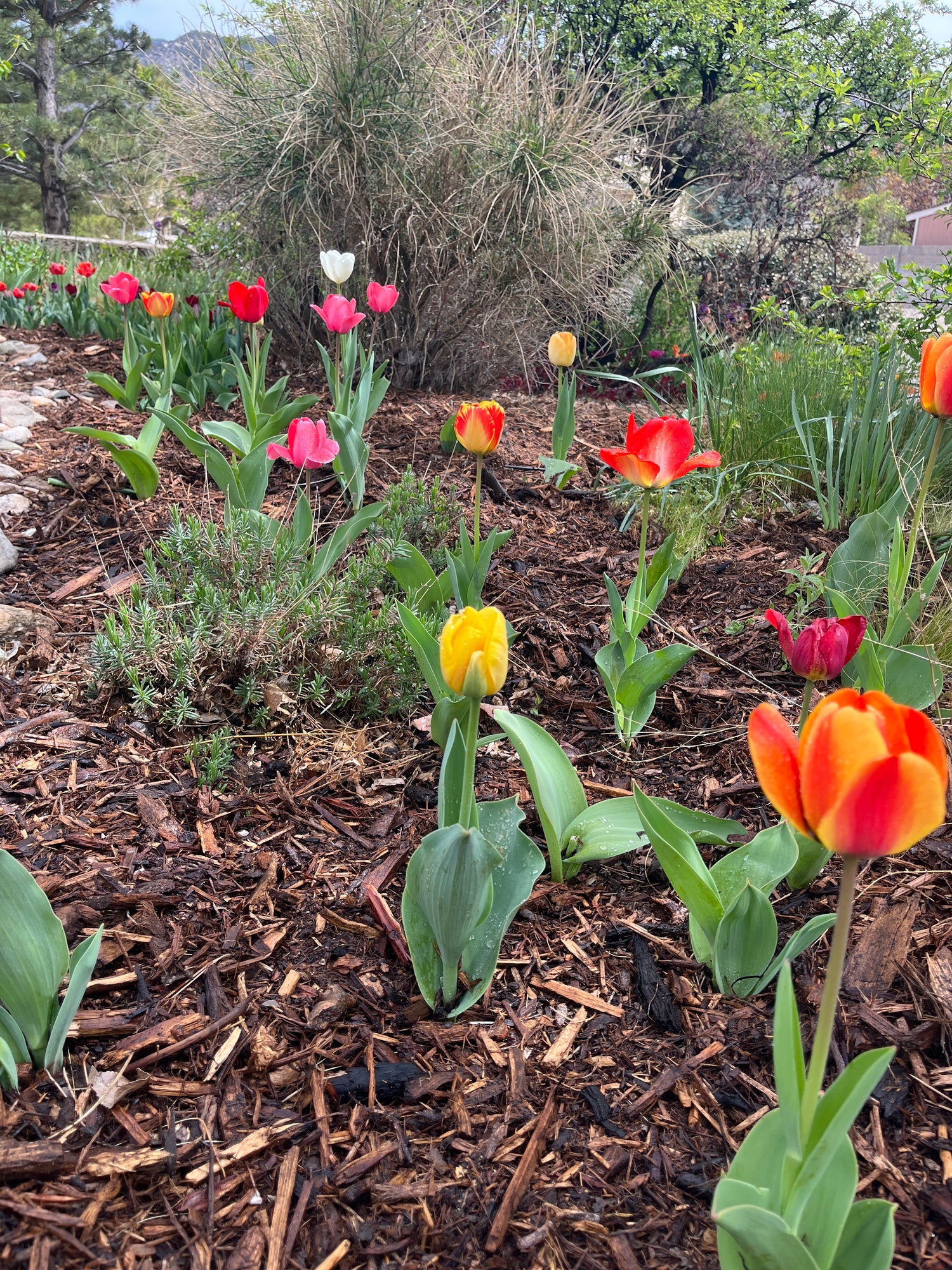 NATIVE MULCH - PICK-UP