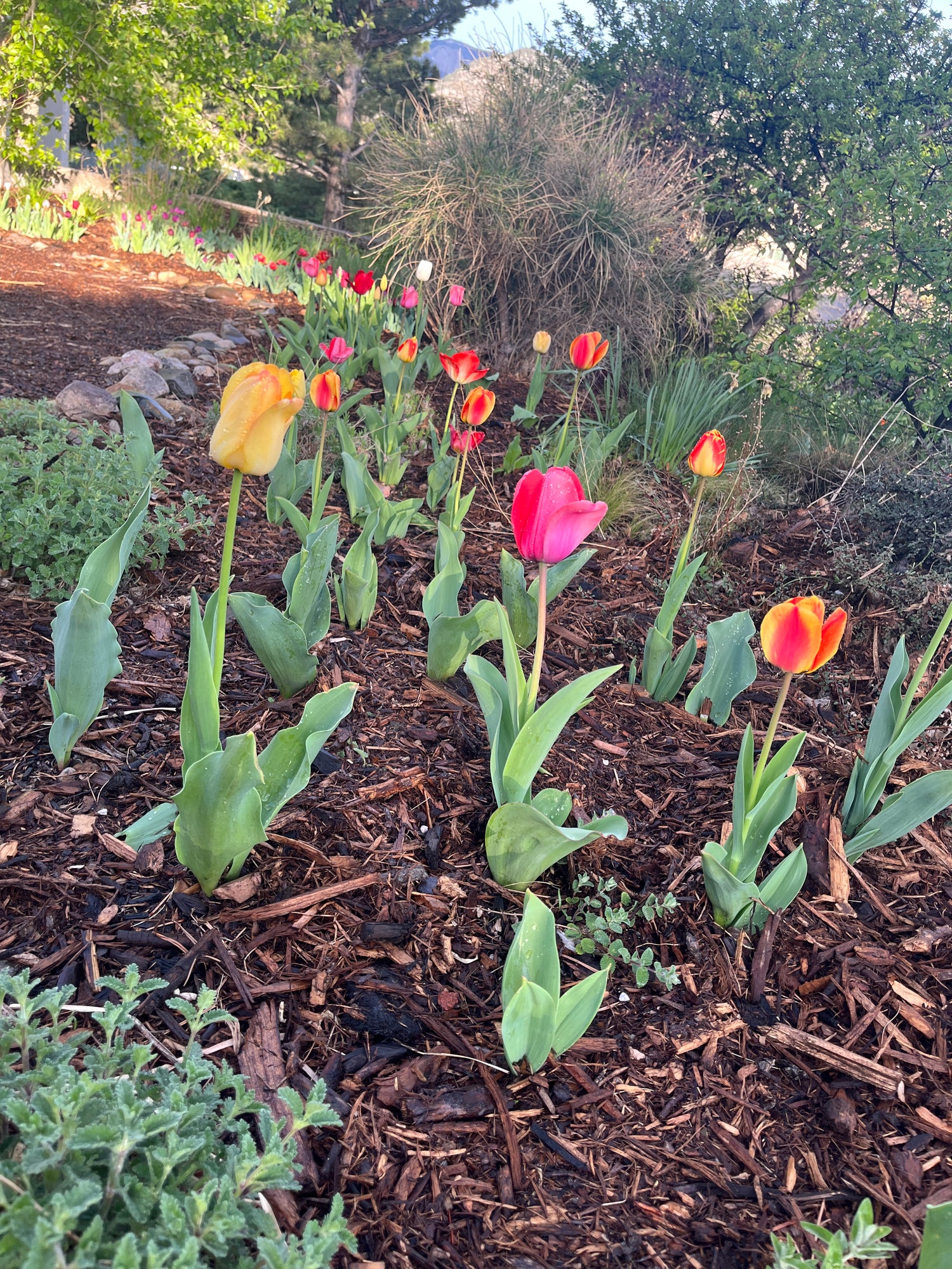 NATIVE MULCH - PICK-UP