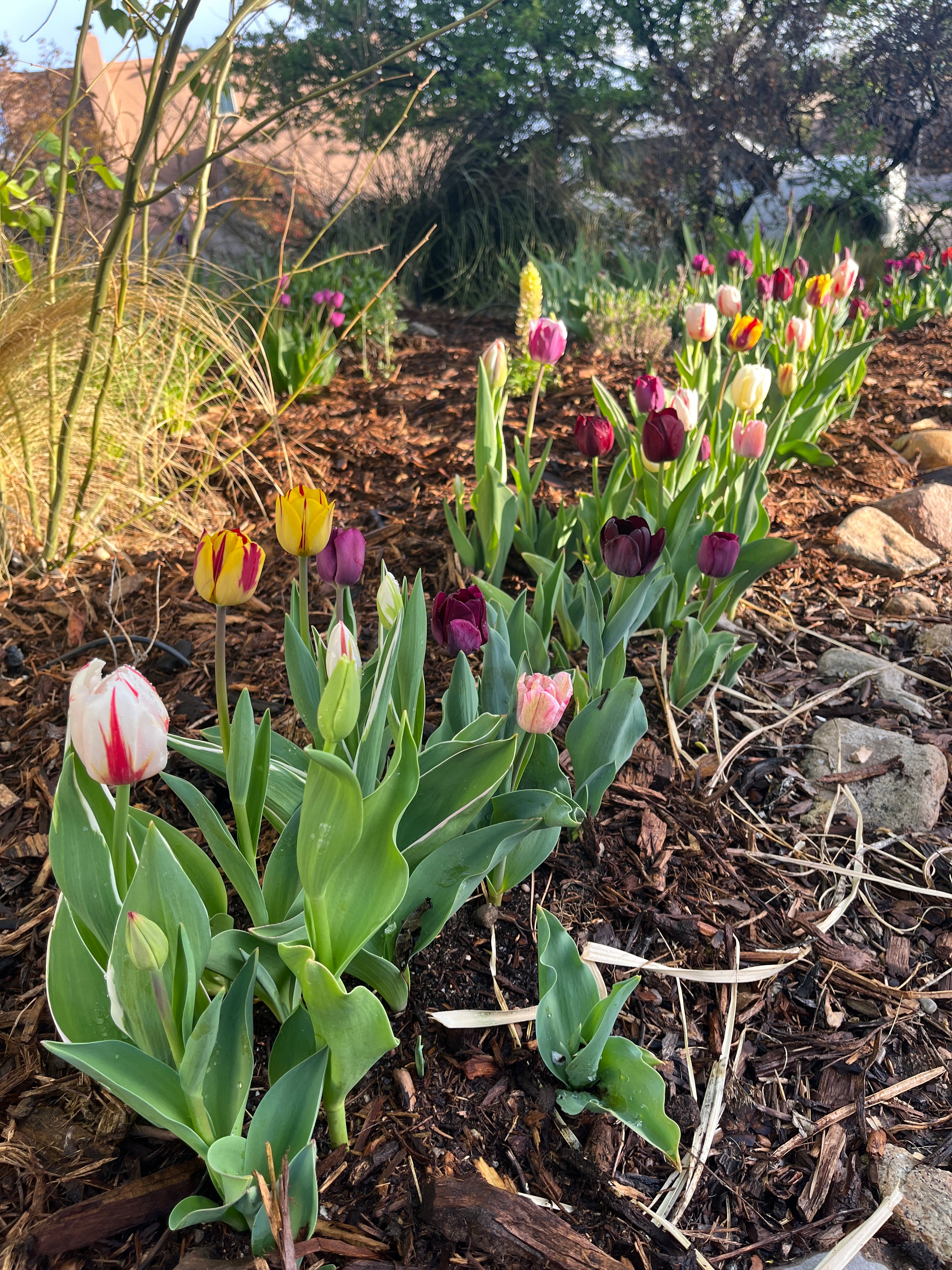 NATIVE MULCH - DELIVERED