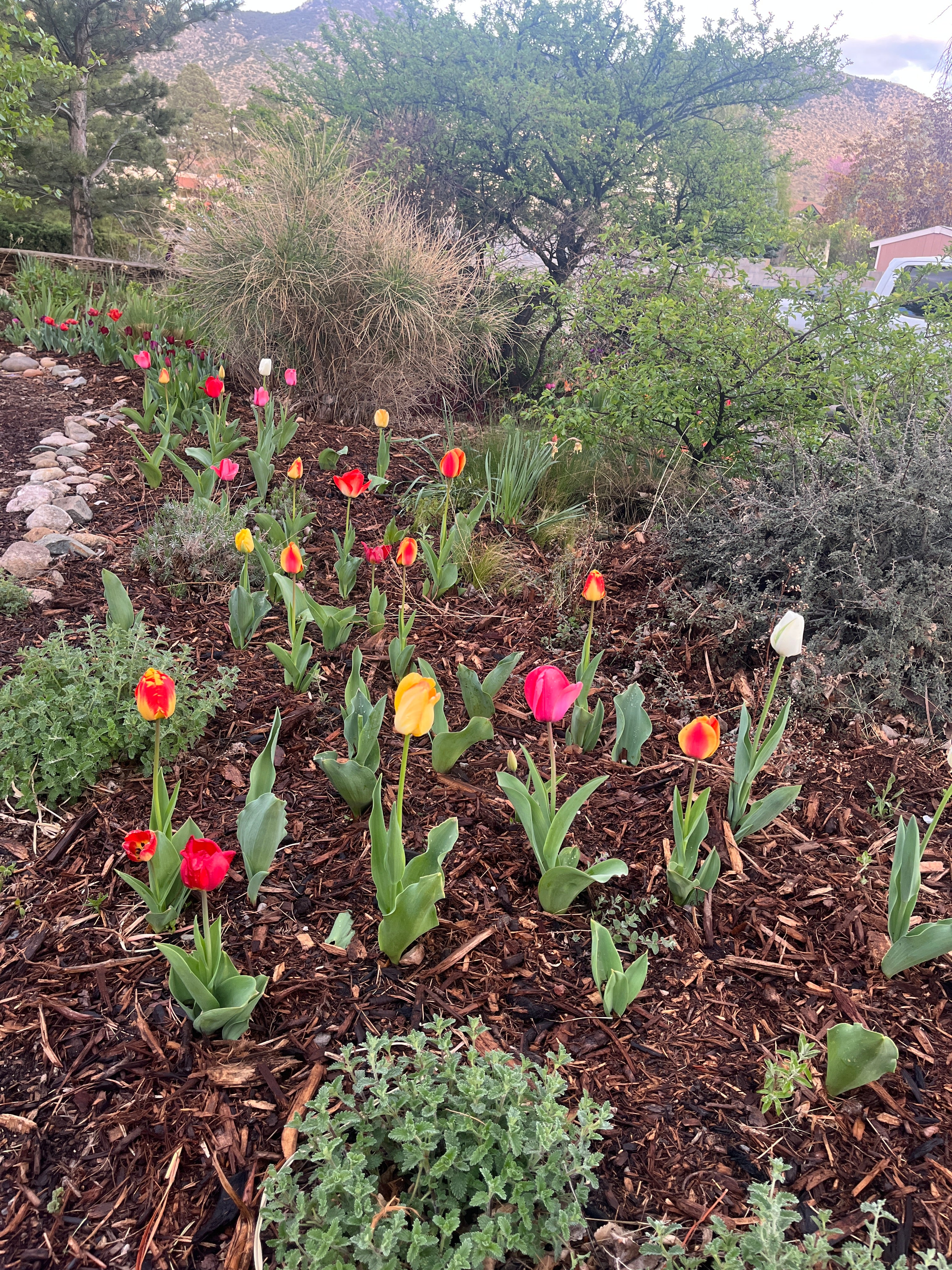 NATIVE MULCH - PICK-UP
