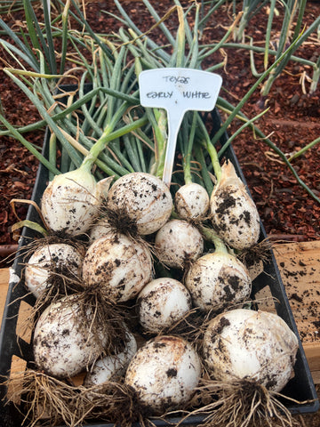 PREMIUM GARDEN SOIL - DELIVERED