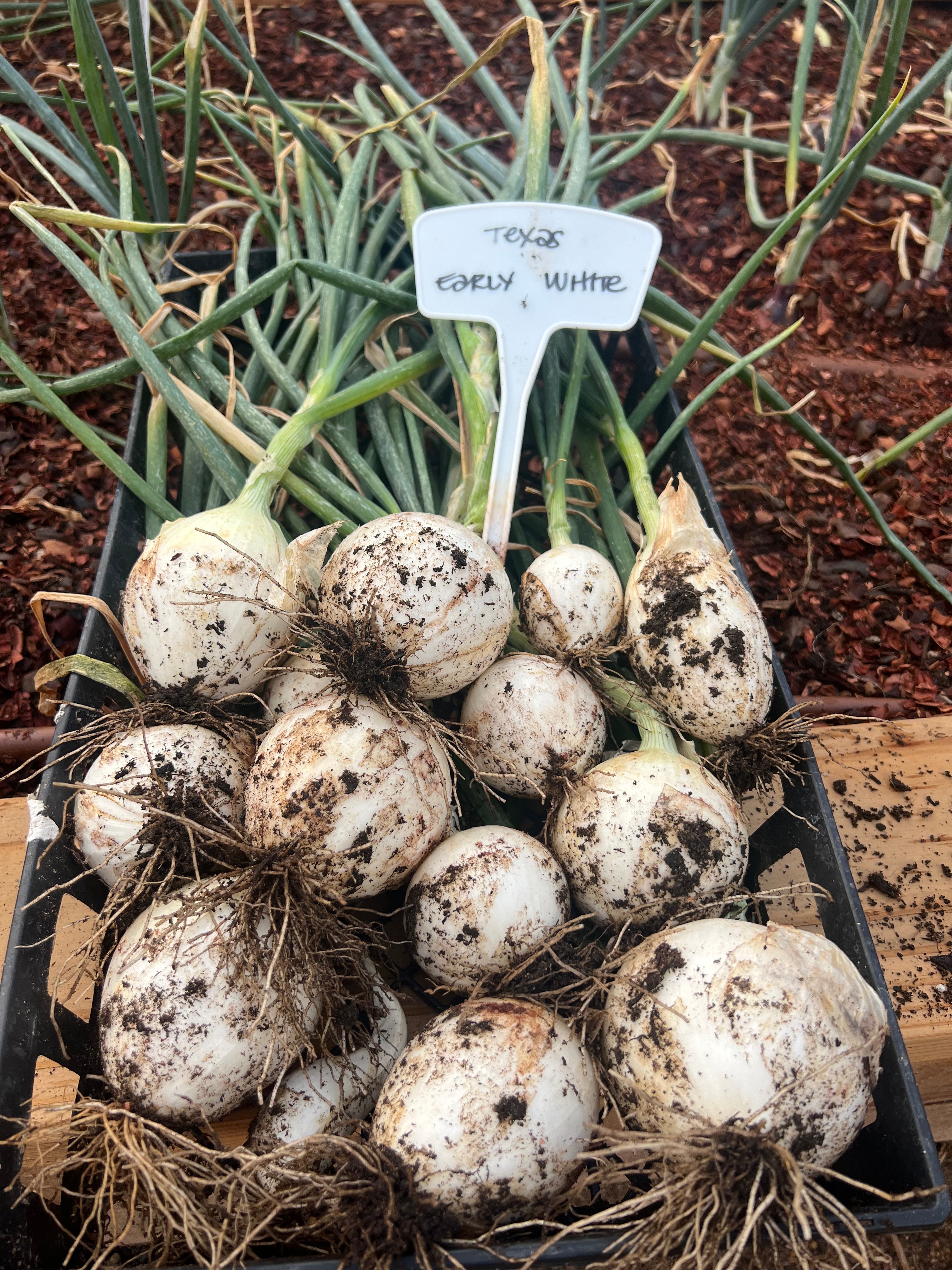 PREMIUM GARDEN SOIL - PICK-UP SANTA FE