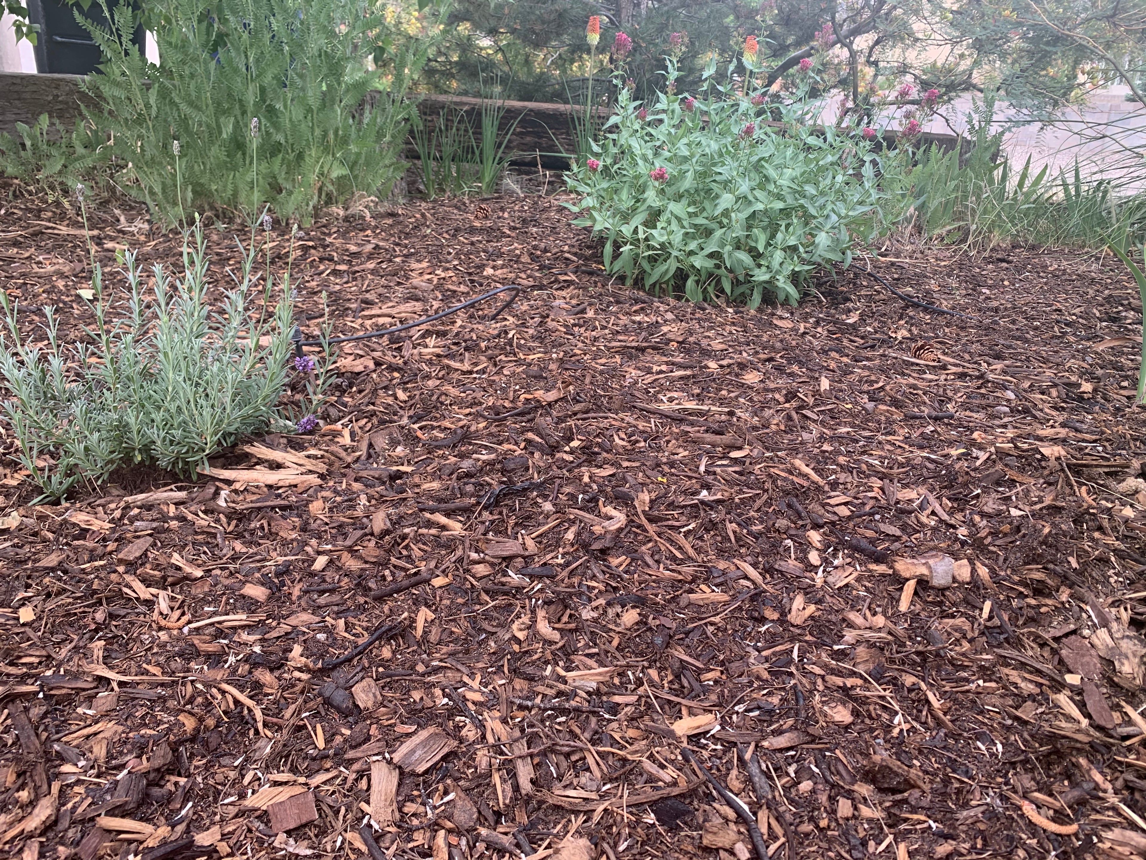 Forest Floor Mulch in garden
