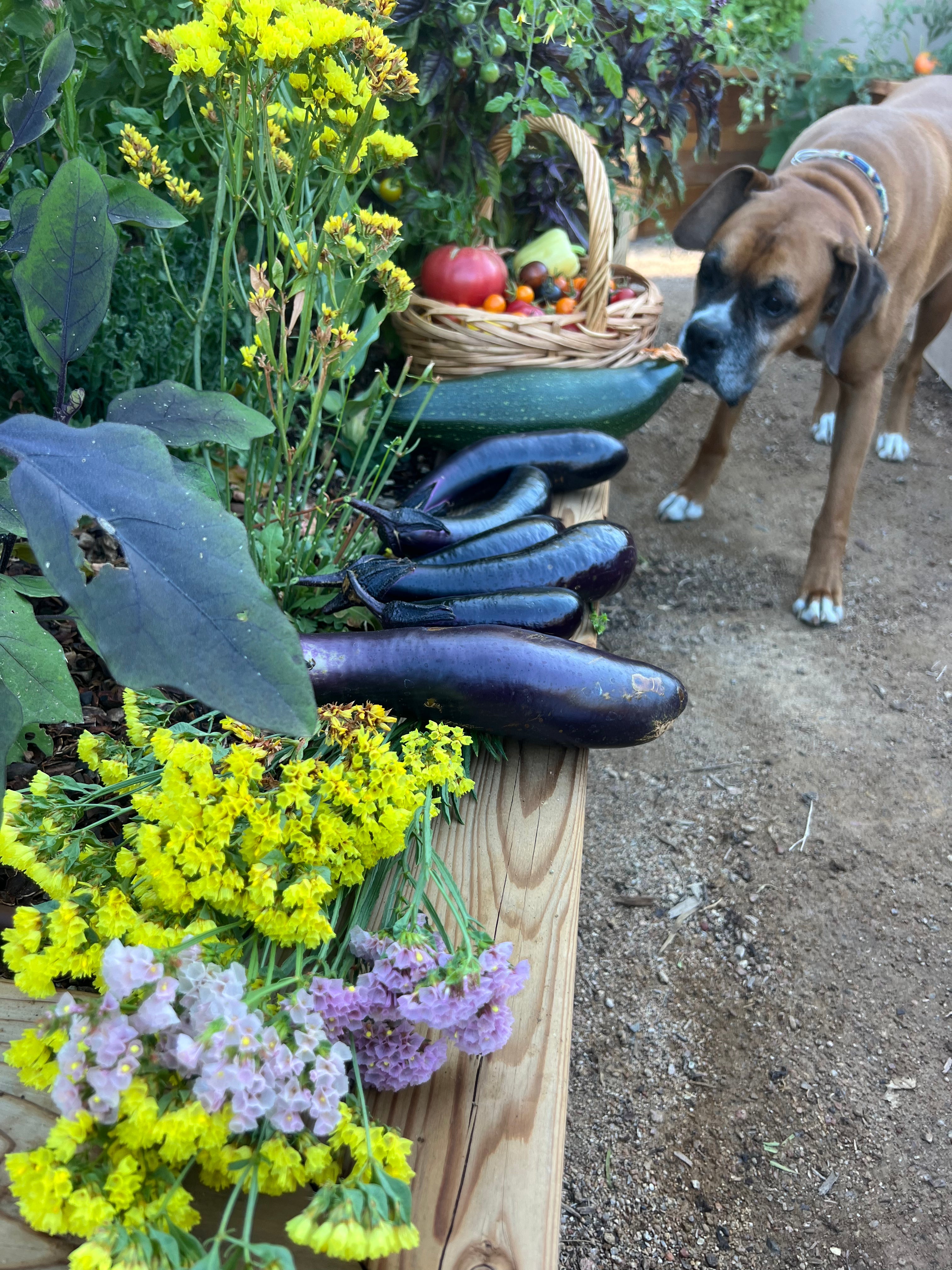 PREMIUM GARDEN SOIL - PICK-UP SANTA FE