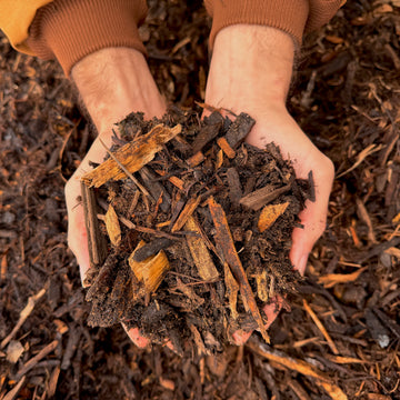 Forest Floor Mulch in hands