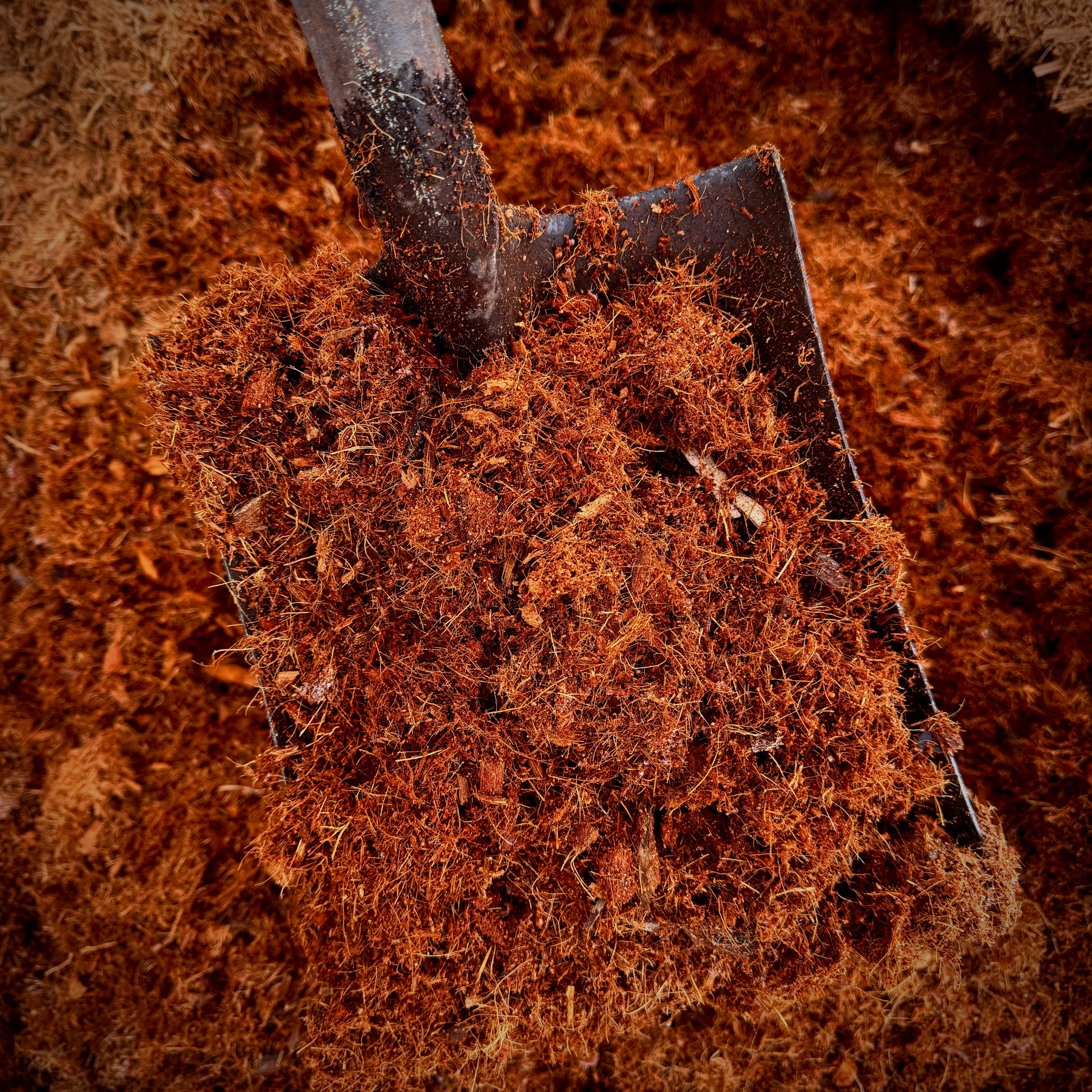 Coconut coir in shovel