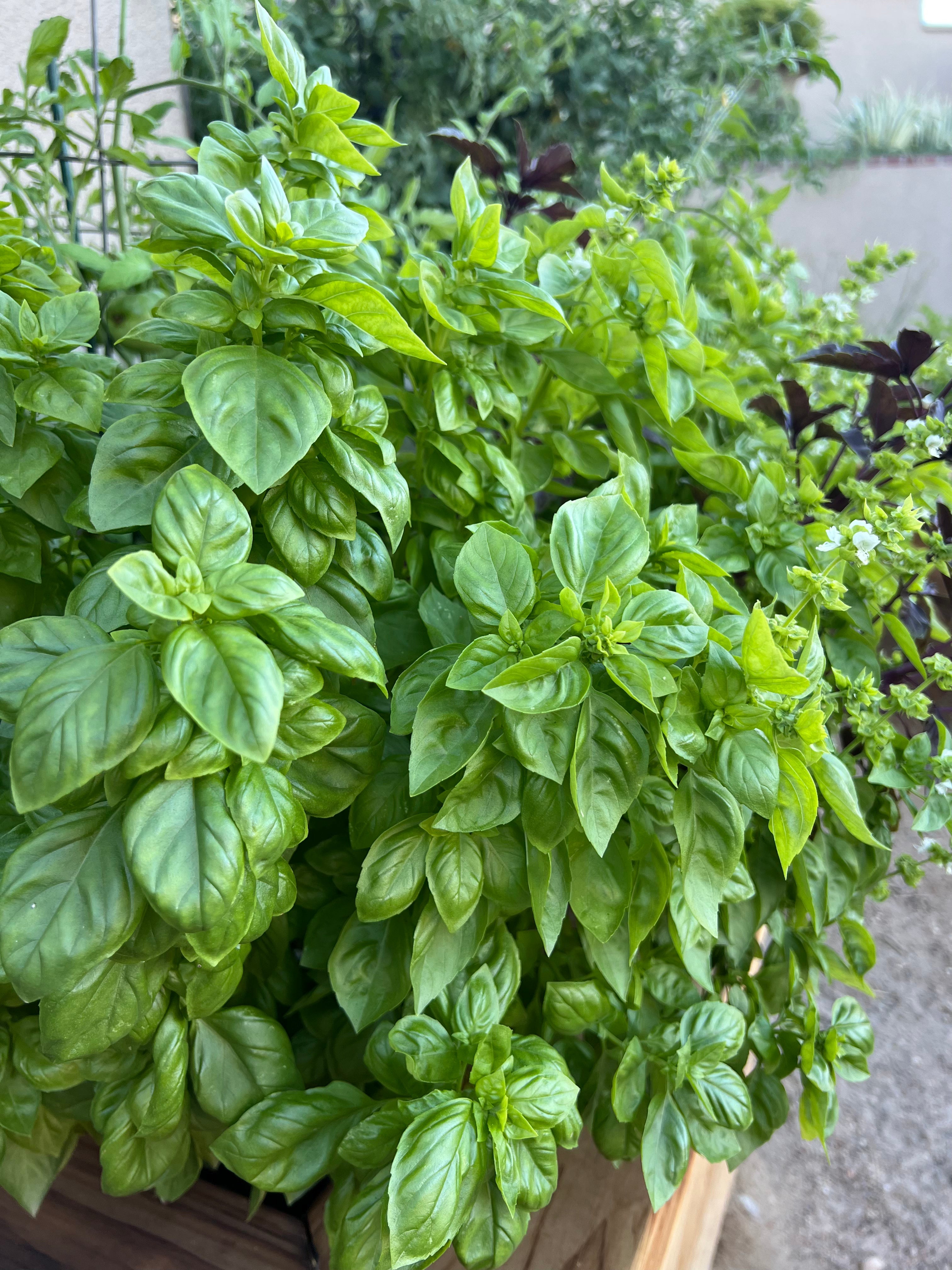 PREMIUM GARDEN SOIL - PICK-UP