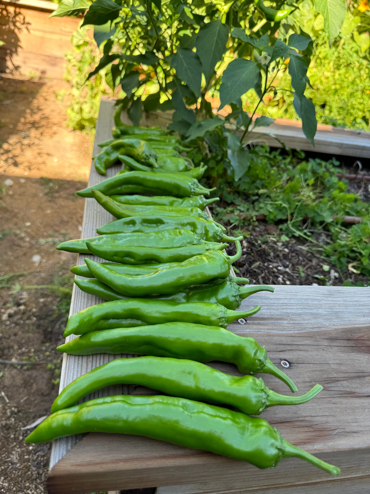PREMIUM GARDEN SOIL - PICK-UP
