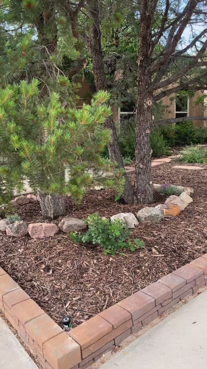 Forest Floor Mulch in front yard