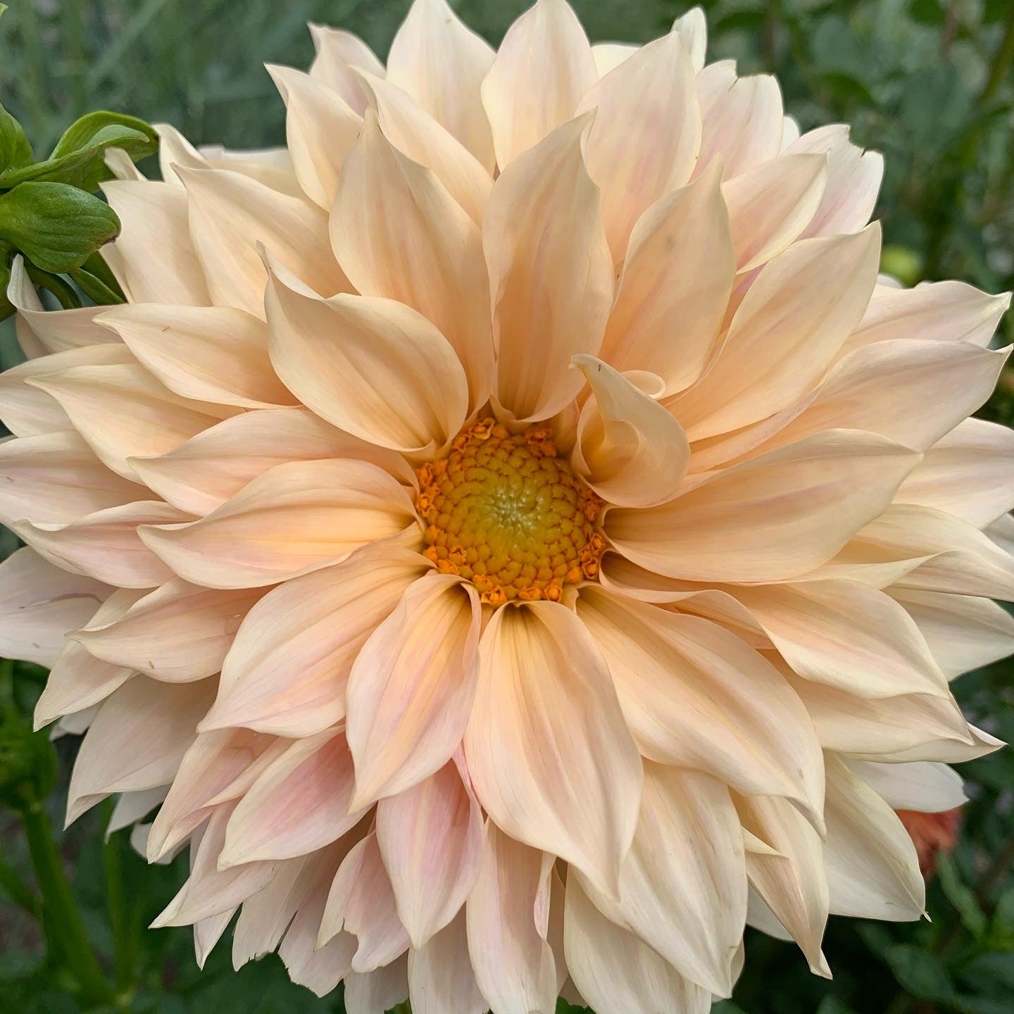 Dahlias for Days!