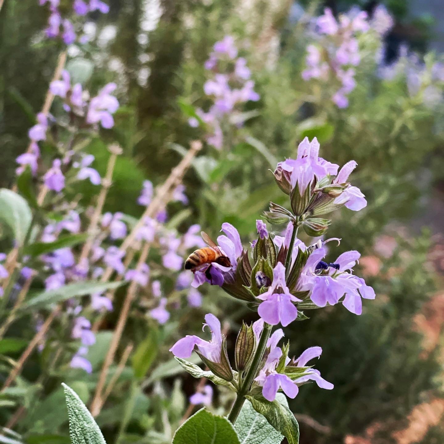 Gardening With Nature’s Wisdom