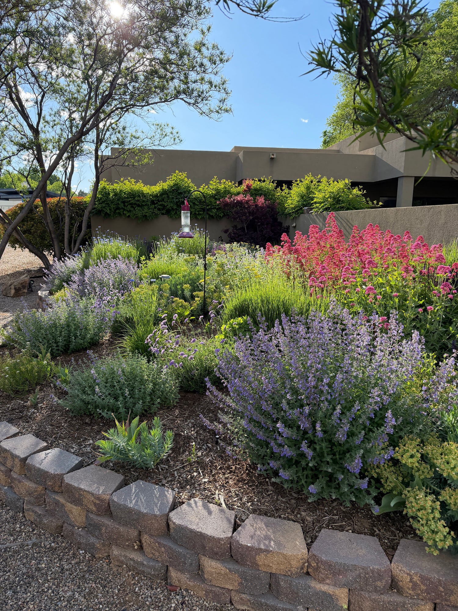 Perennials That Thrive in the High Desert (and Keep Coming Back for More)