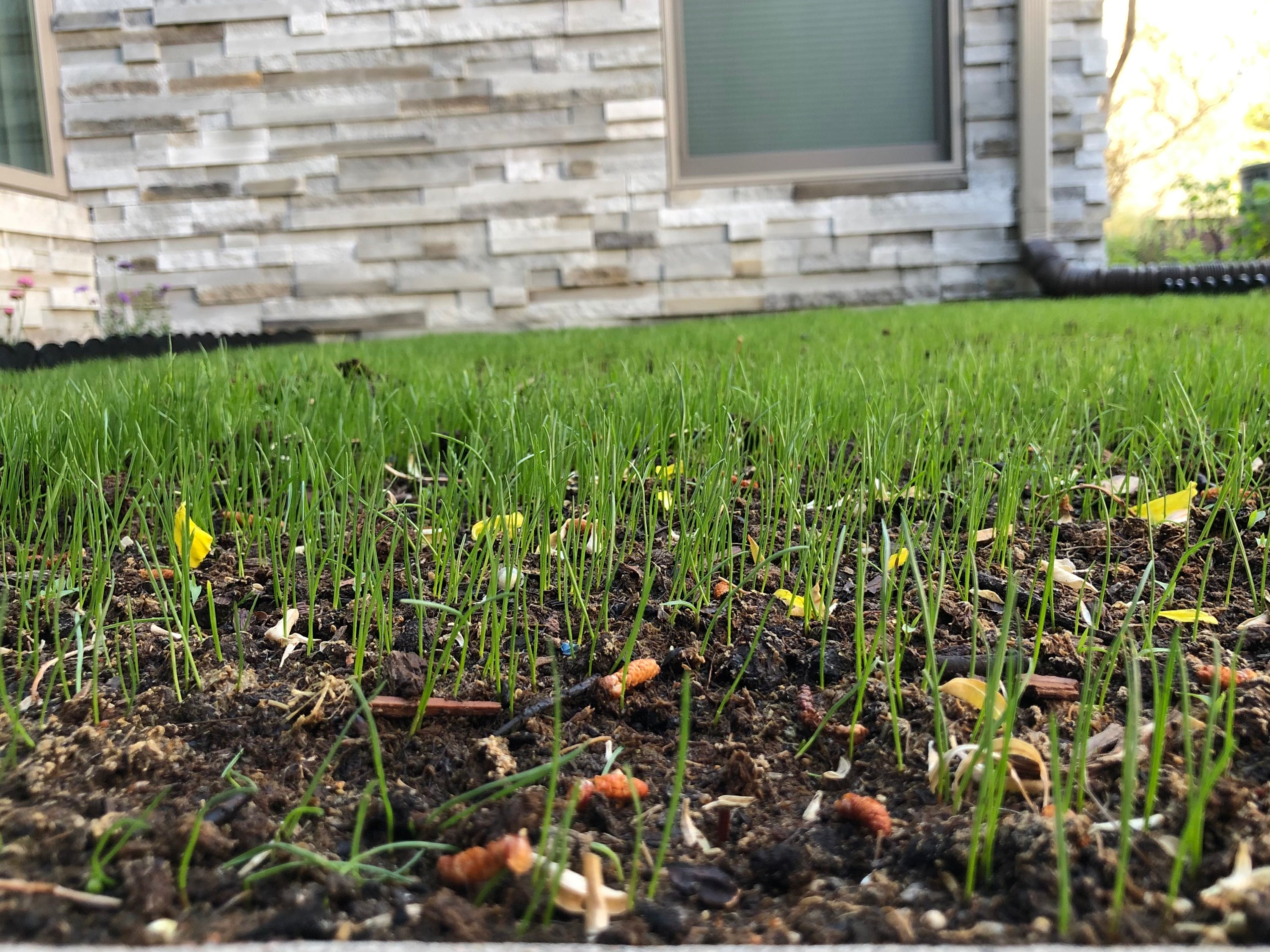 Starting a New Lawn from Seed or Sod