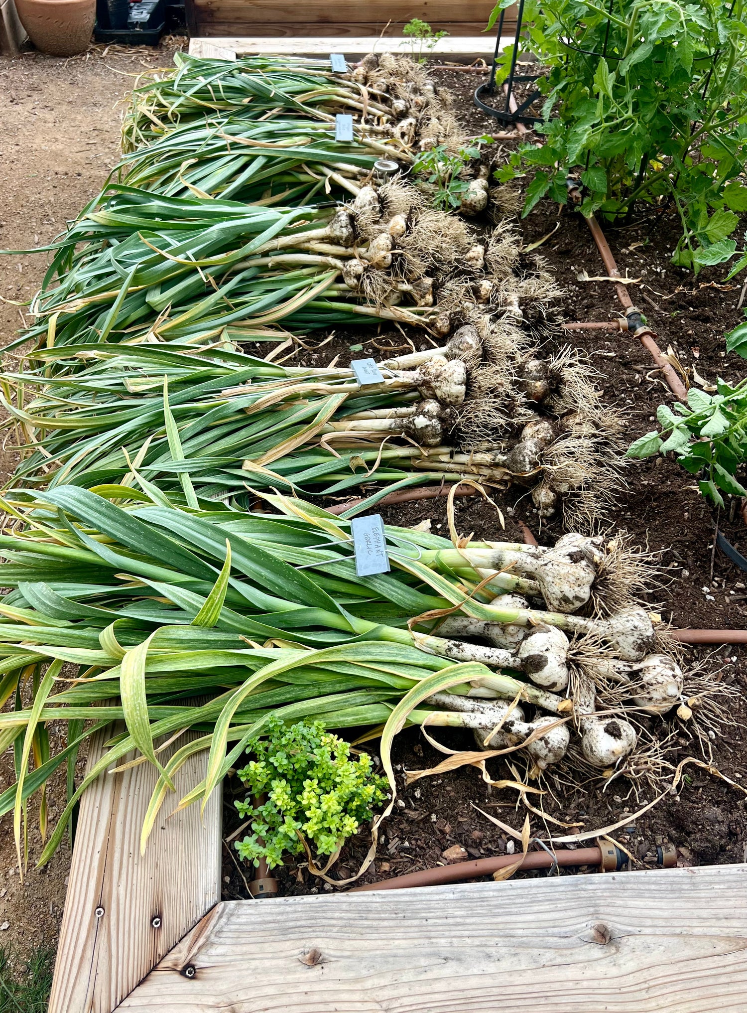 Planting Garlic in the Fall