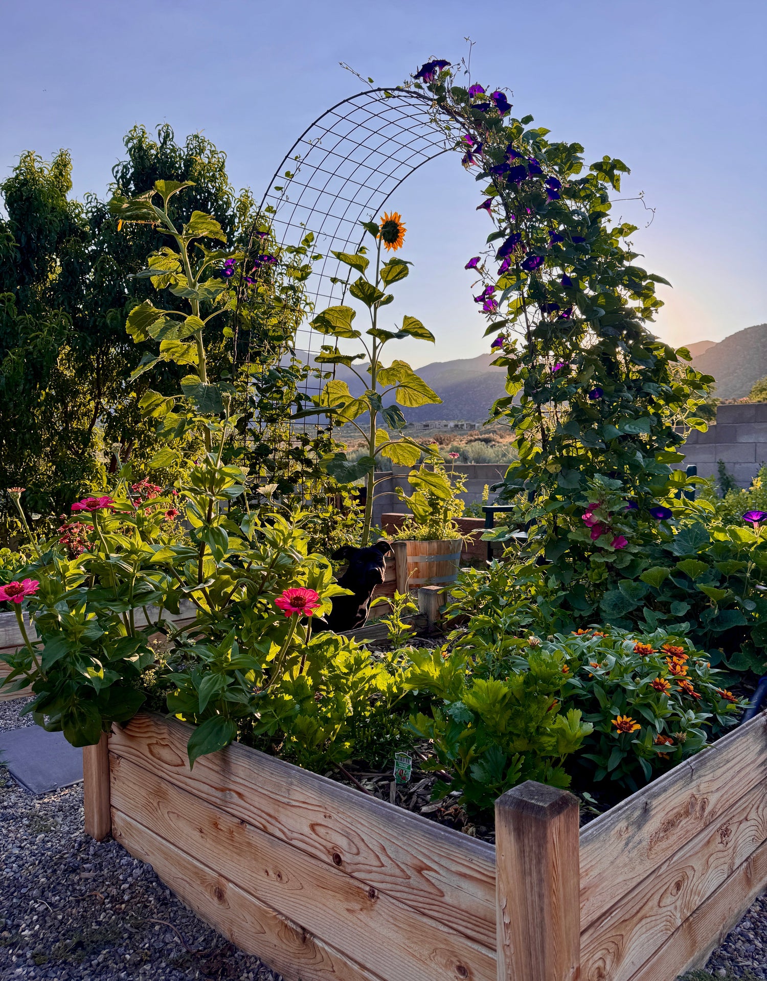 Tips for Gardening in Summer Heat