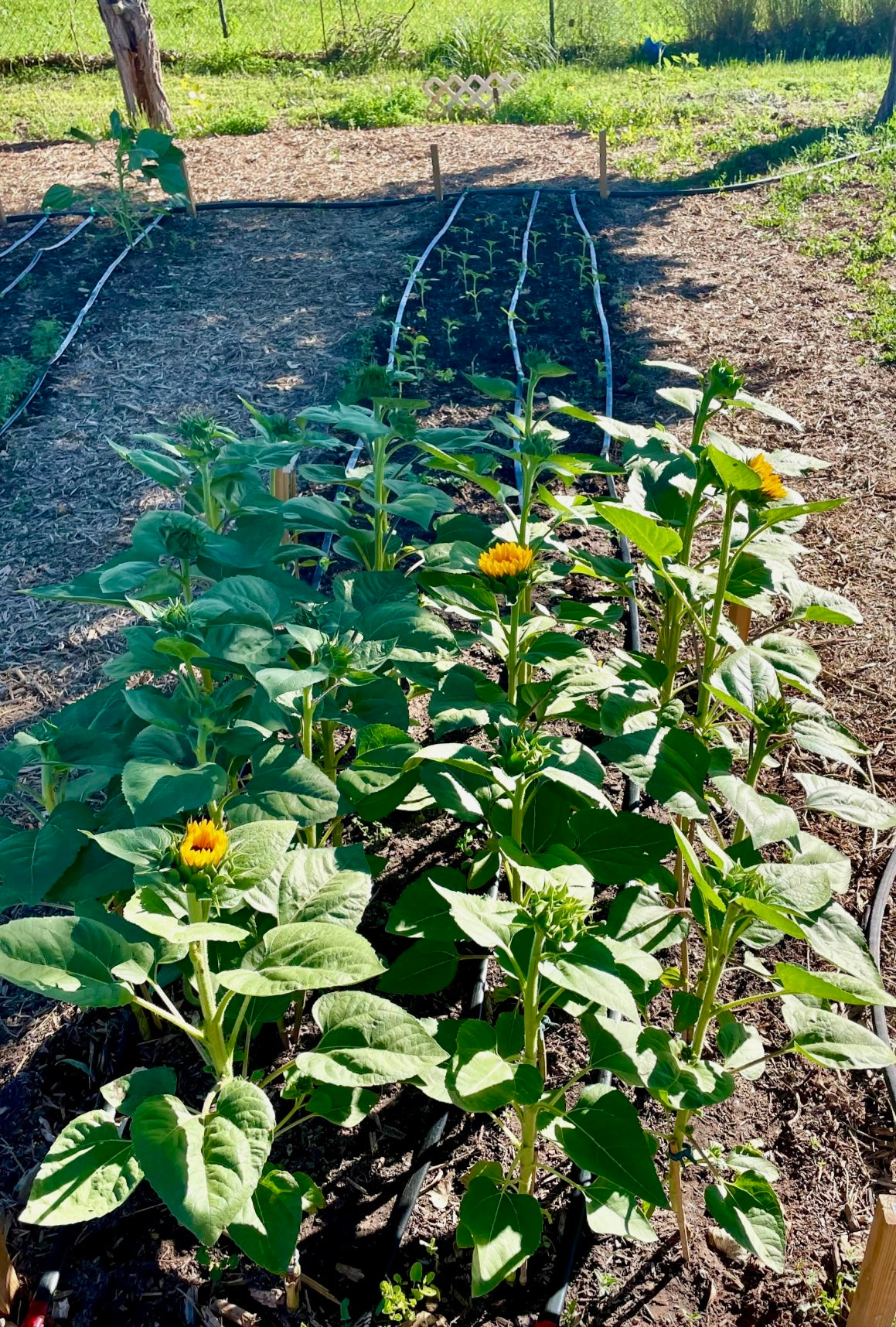 In-ground Vegetable Gardening
