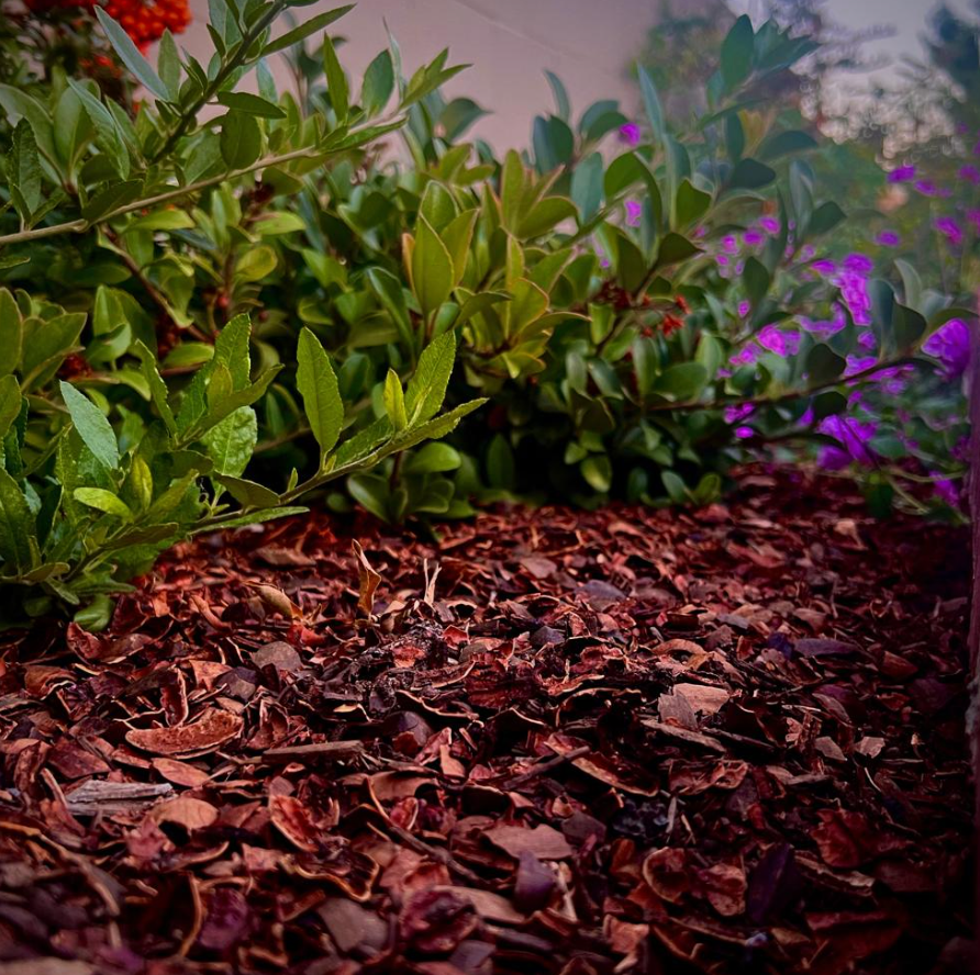 pecan mulch