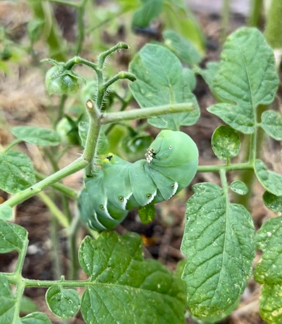 "Mid-Summer Garden Checkup: 6 Common Pests Every New Mexico Gardener Should Know."