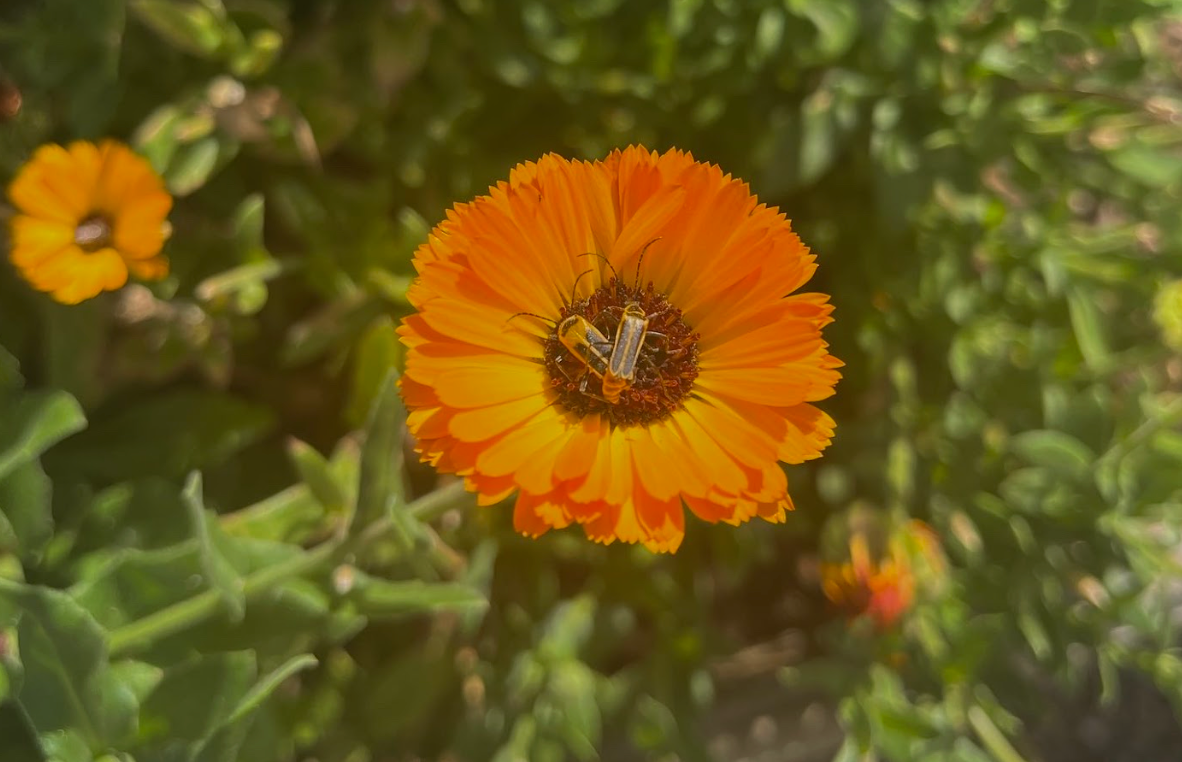 March in the Garden: Learning from Last Year’s Bugs 🐞