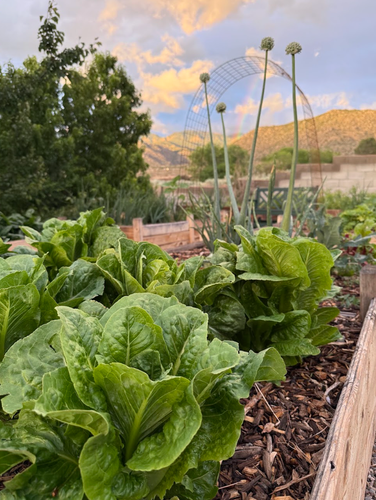 Most Common Mistakes in a High Desert Vegetable Garden (and How to Avoid Them)