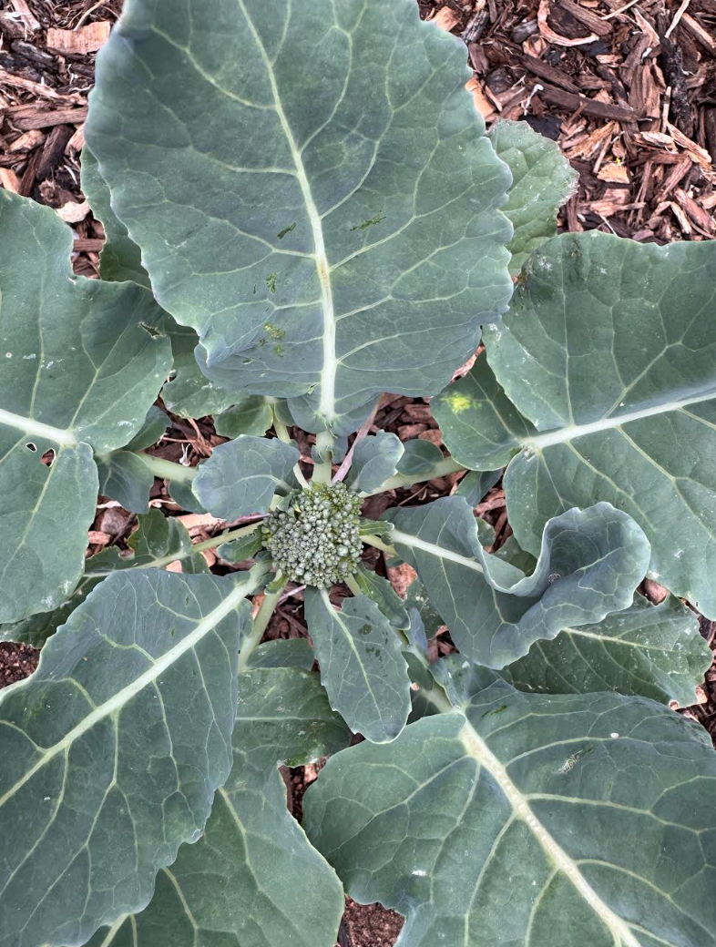 Plant Your Fall Crops in August!