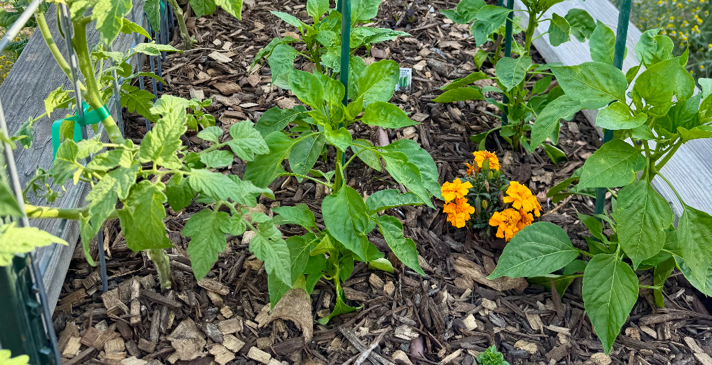 Why Choose Forest Floor Mulch?