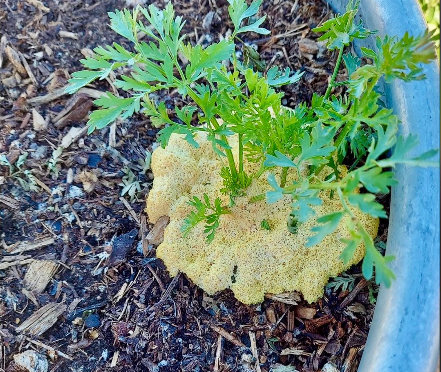 The Strange Yellow Blob in Your Garden Explained