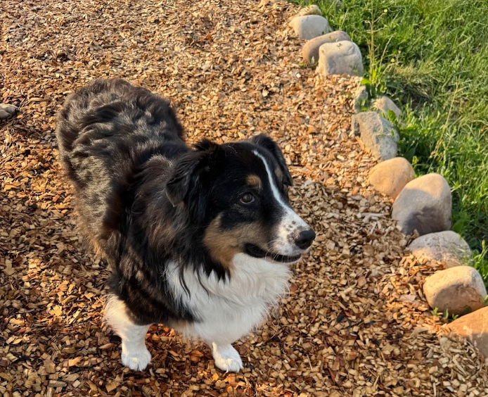 Playground Mulch: A Safer Surface for Kids. A Better Surface for Dogs