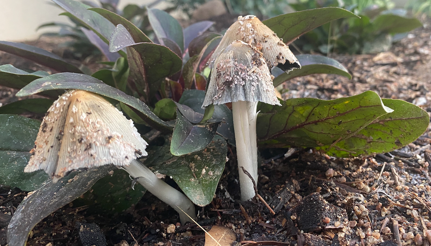 Mushroom Compost Explained: What Every Gardener Should Know