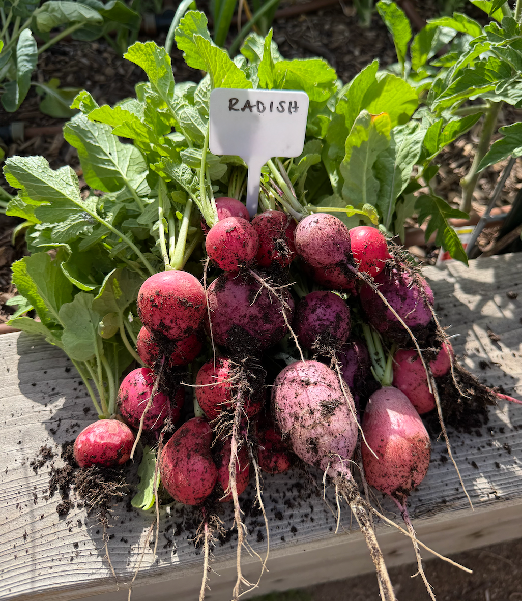 My Favorite Vegetables to Plant in August