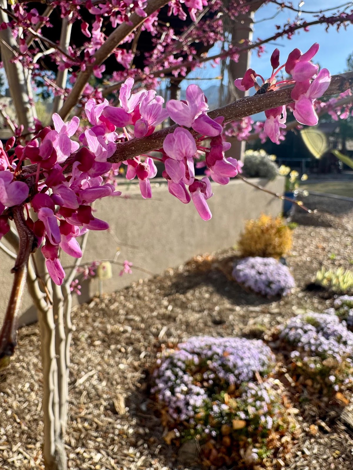 Planting Shrubs and Perennials in New Mexico Spring