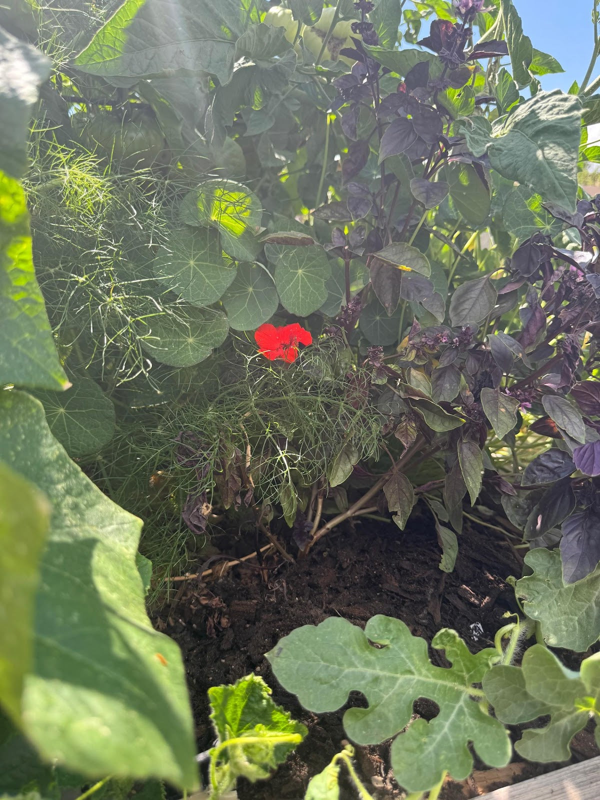 What to Plant in New Mexico in June (Zones 6–7b)