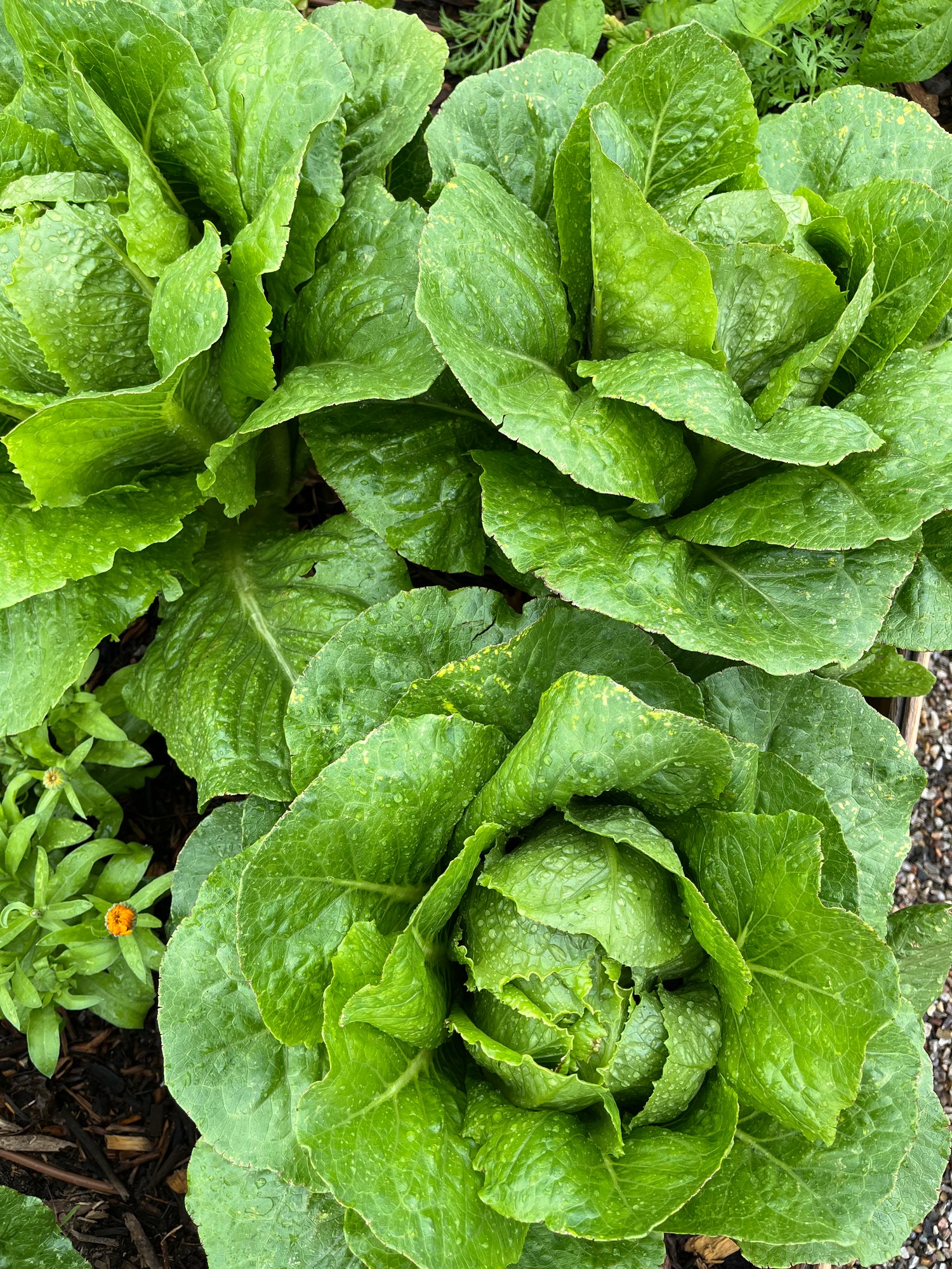 Romain lettuce grown in Enriched Topsoil