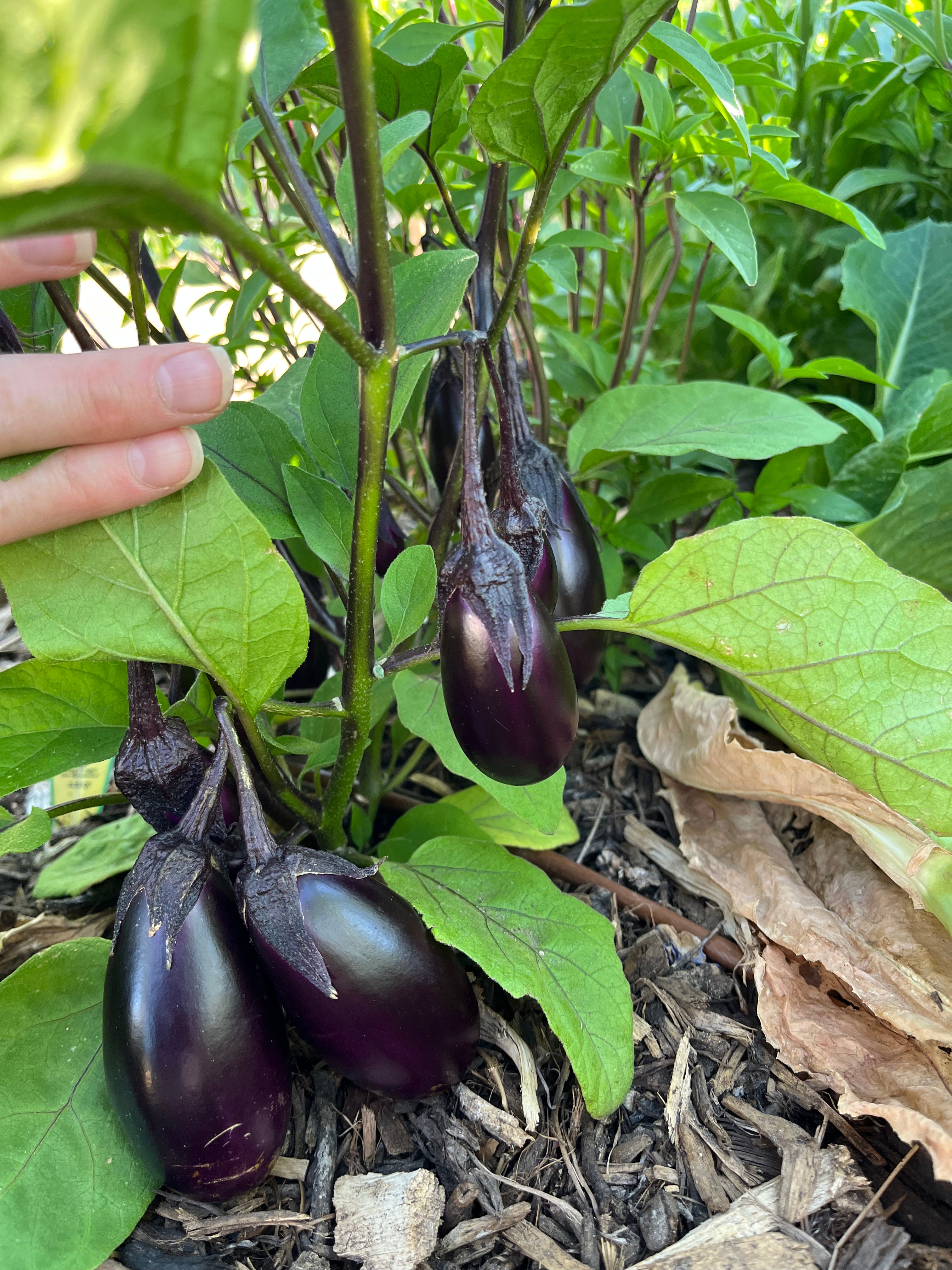 Eggplant grown using Enriched Topsoil