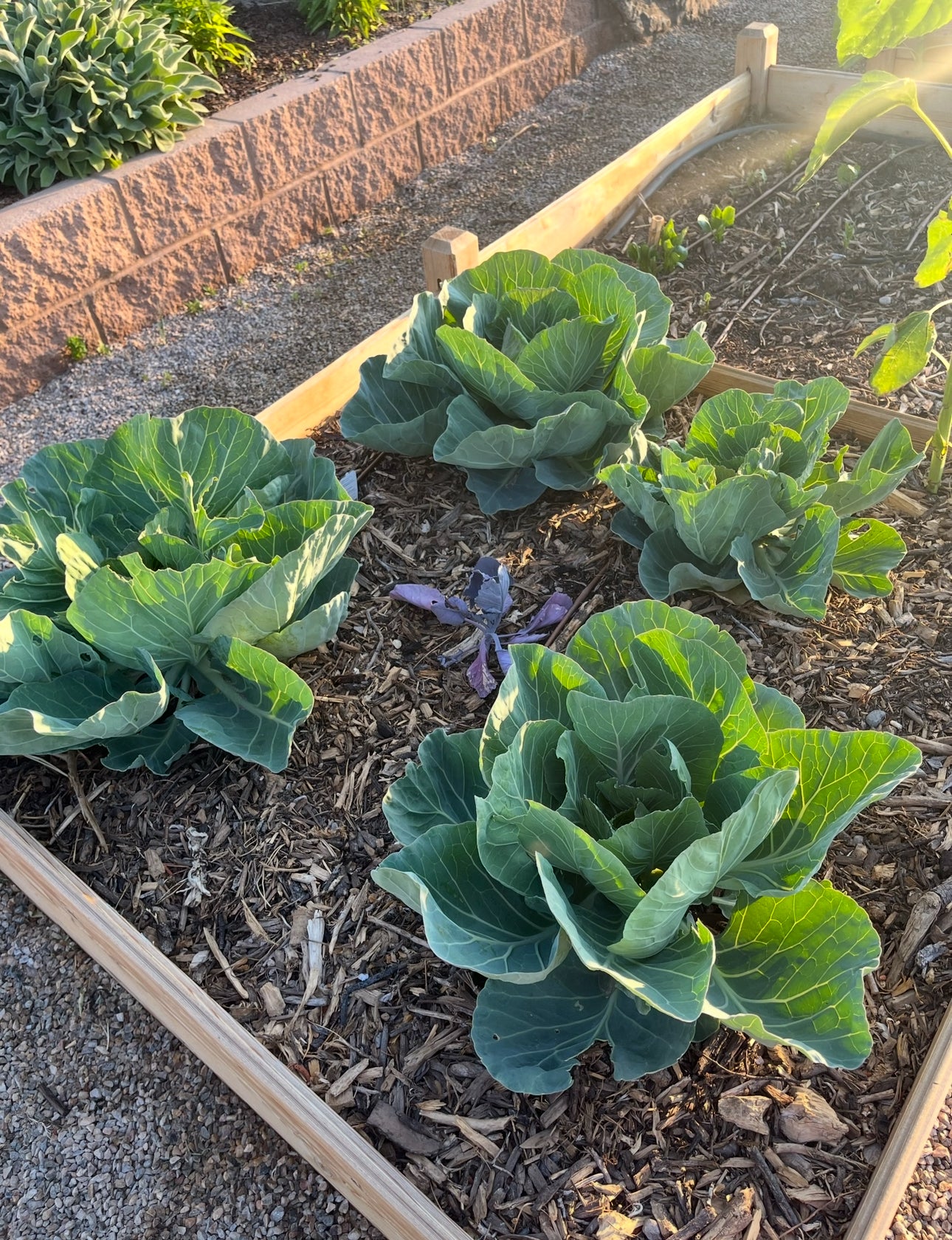 FOREST FLOOR MULCH - DELIVERED